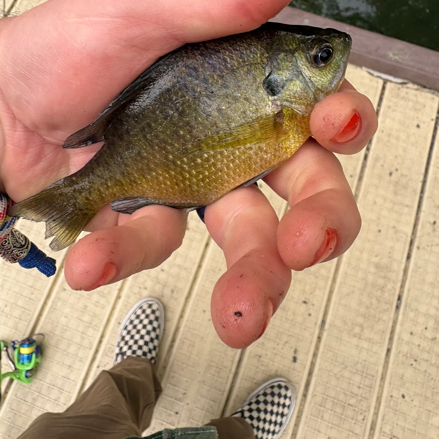 Bluegill caught on Fishbrain