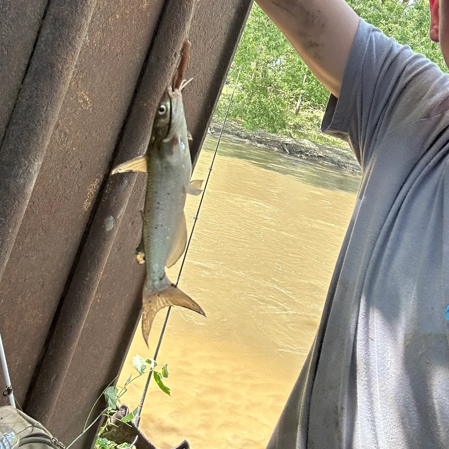 Channel catfish caught on Fishbrain