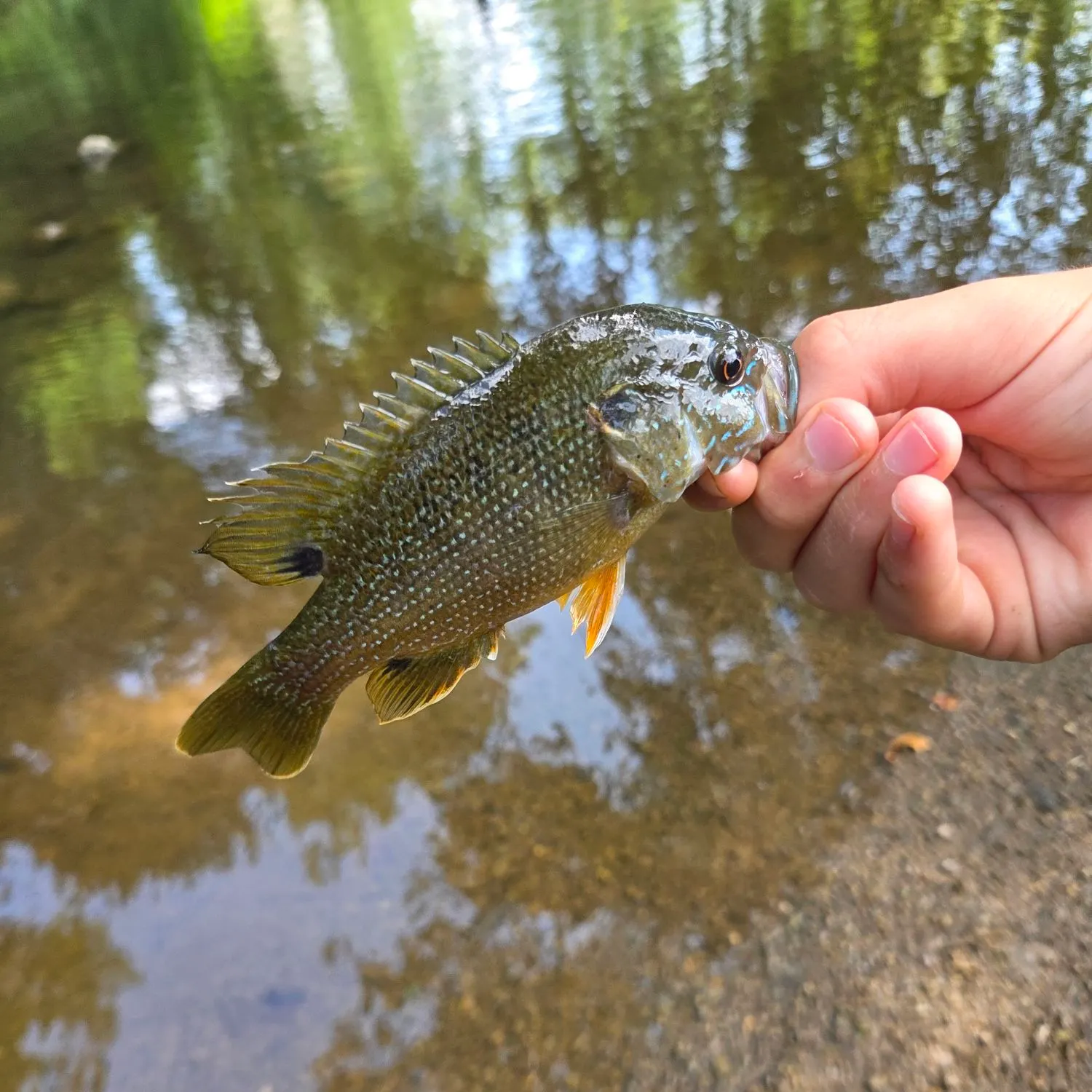 Green sunfish caught on Fishbrain