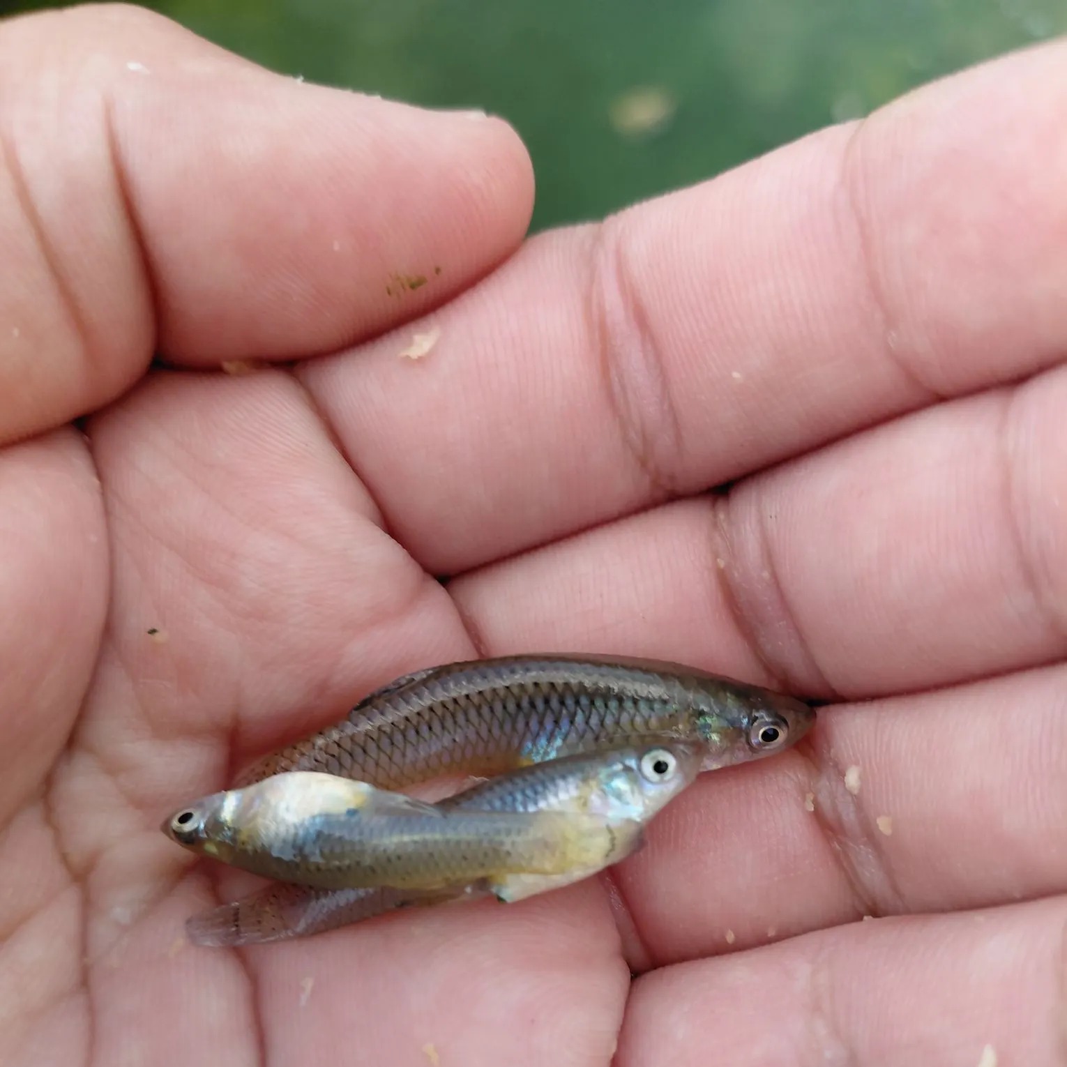 Western mosquitofish caught on Fishbrain