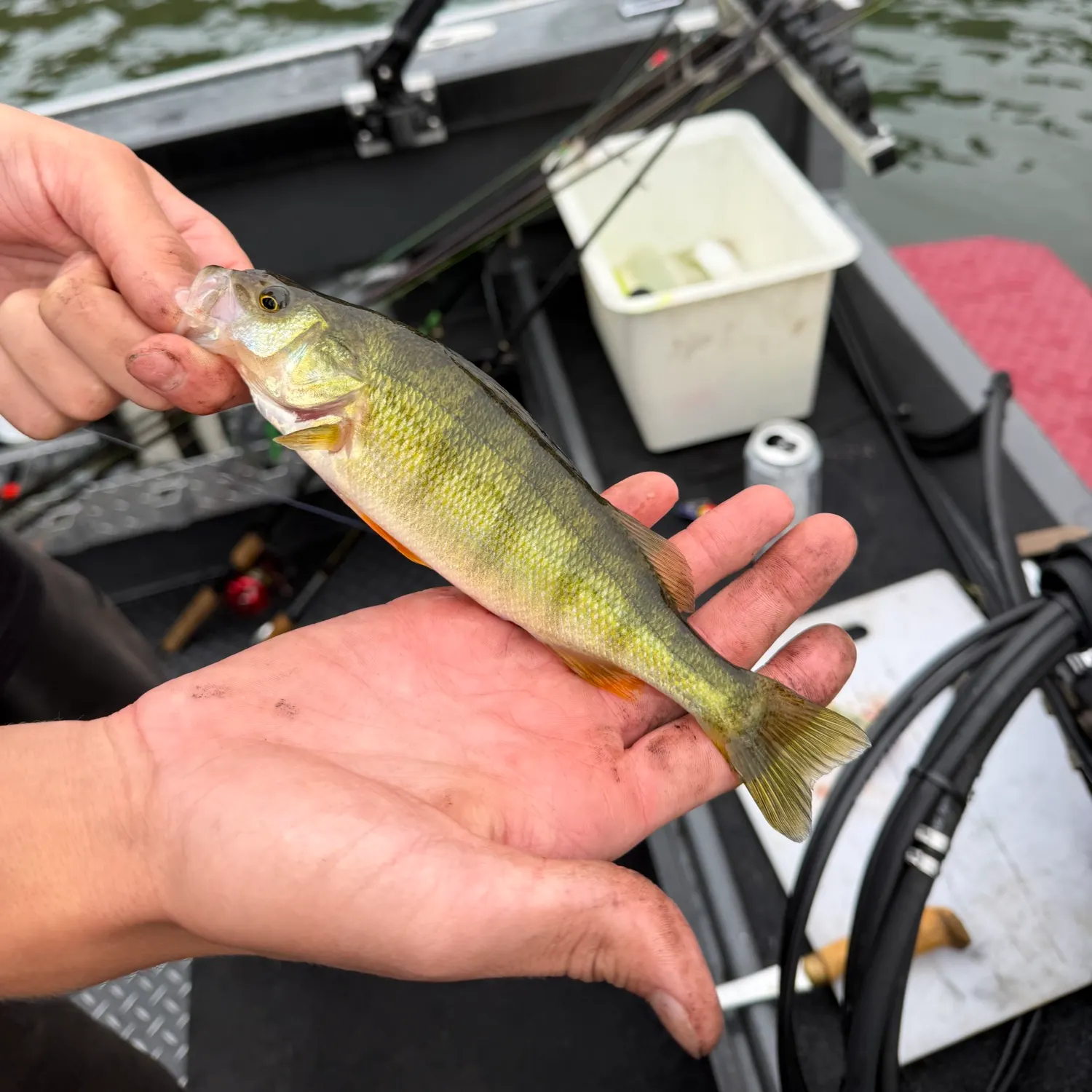 Yellow perch caught on Fishbrain