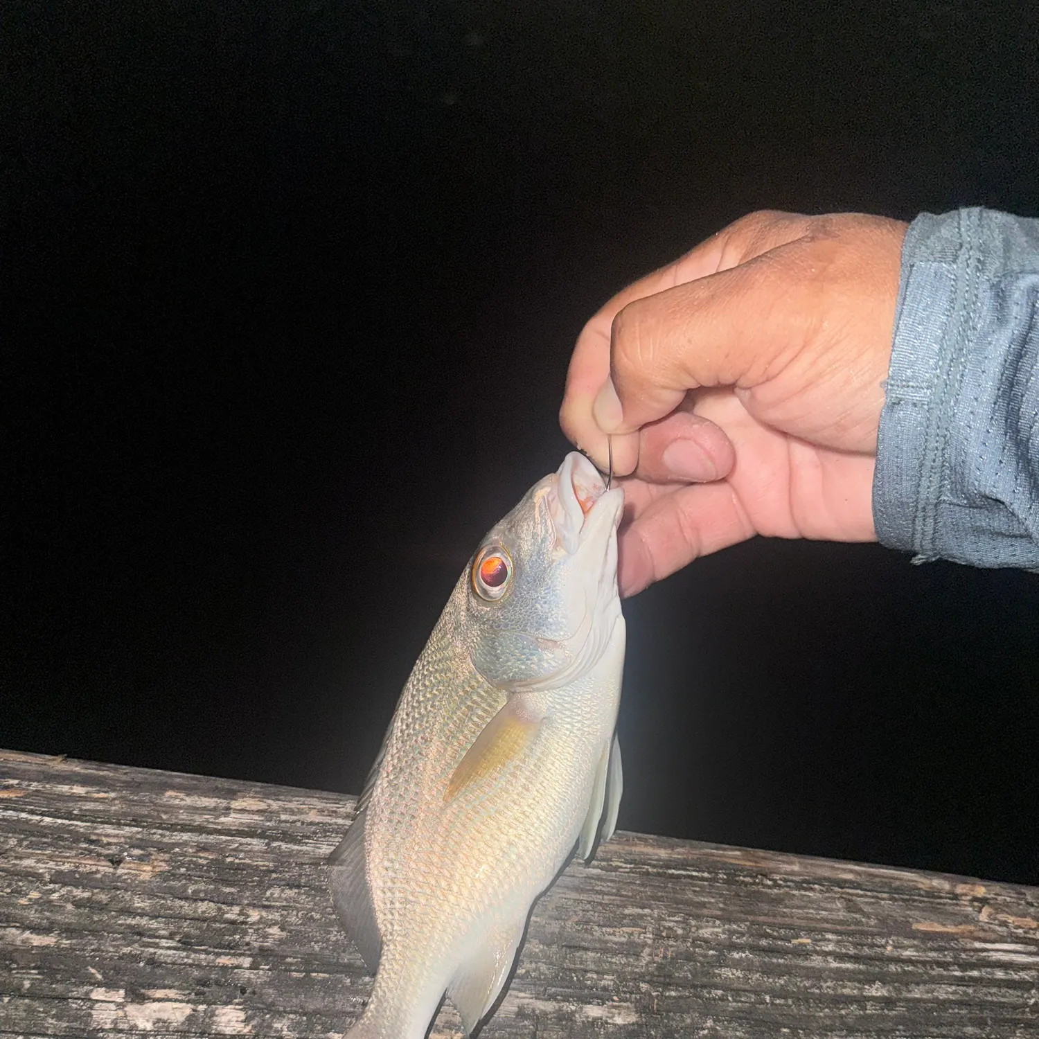 The most recent Sailor's choice grunt catches on Fishbrain