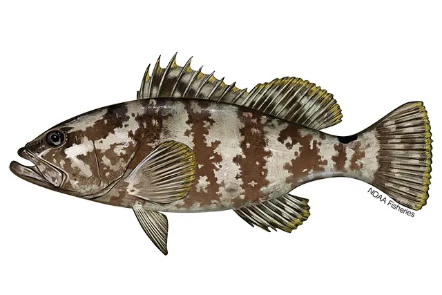 Nassau grouper