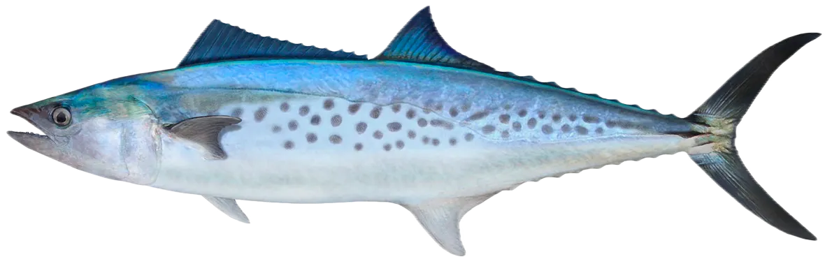 Australian spotted mackerel
