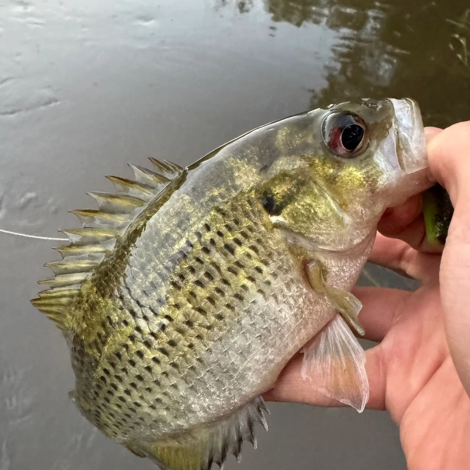 Rock bass caught on Fishbrain