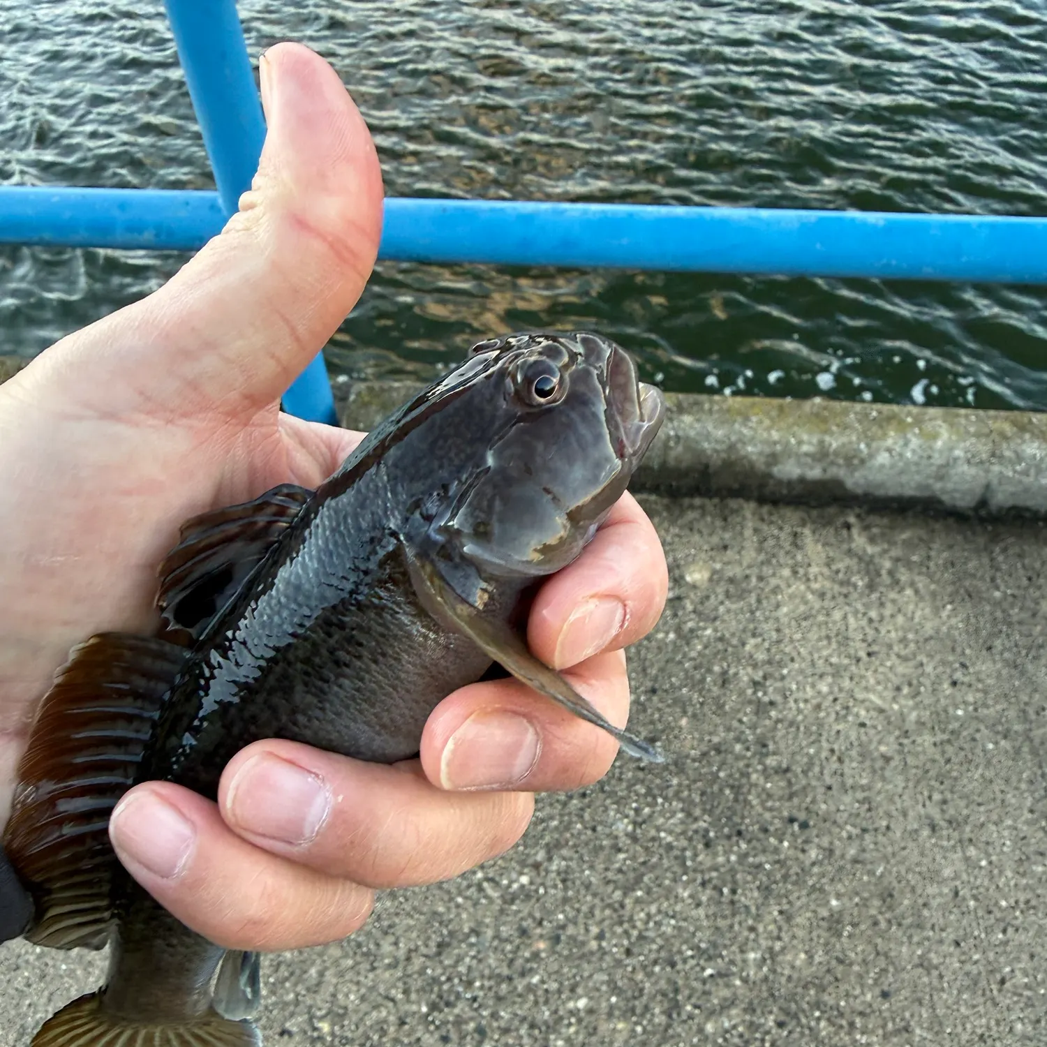 The most recent Round goby catches on Fishbrain