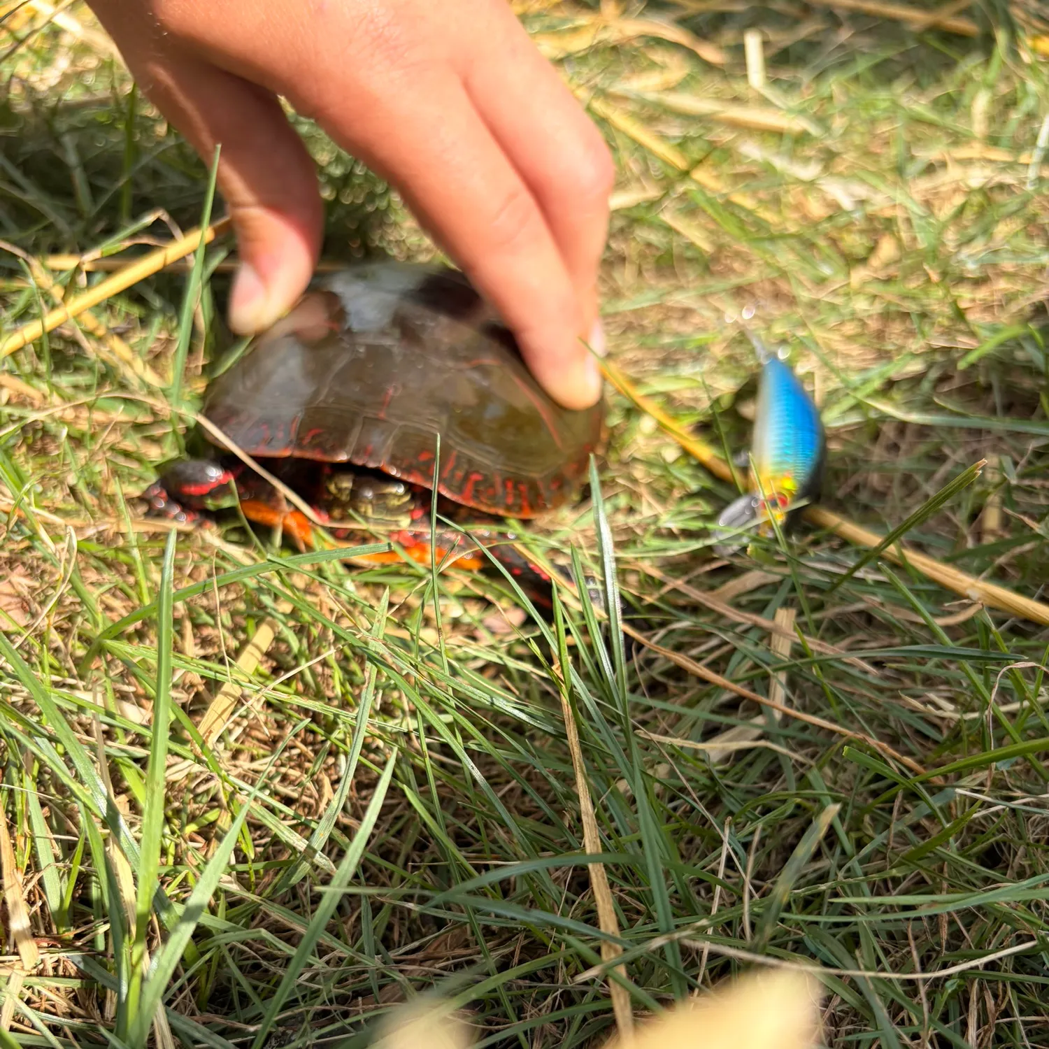 Fish caught on Fishbrain