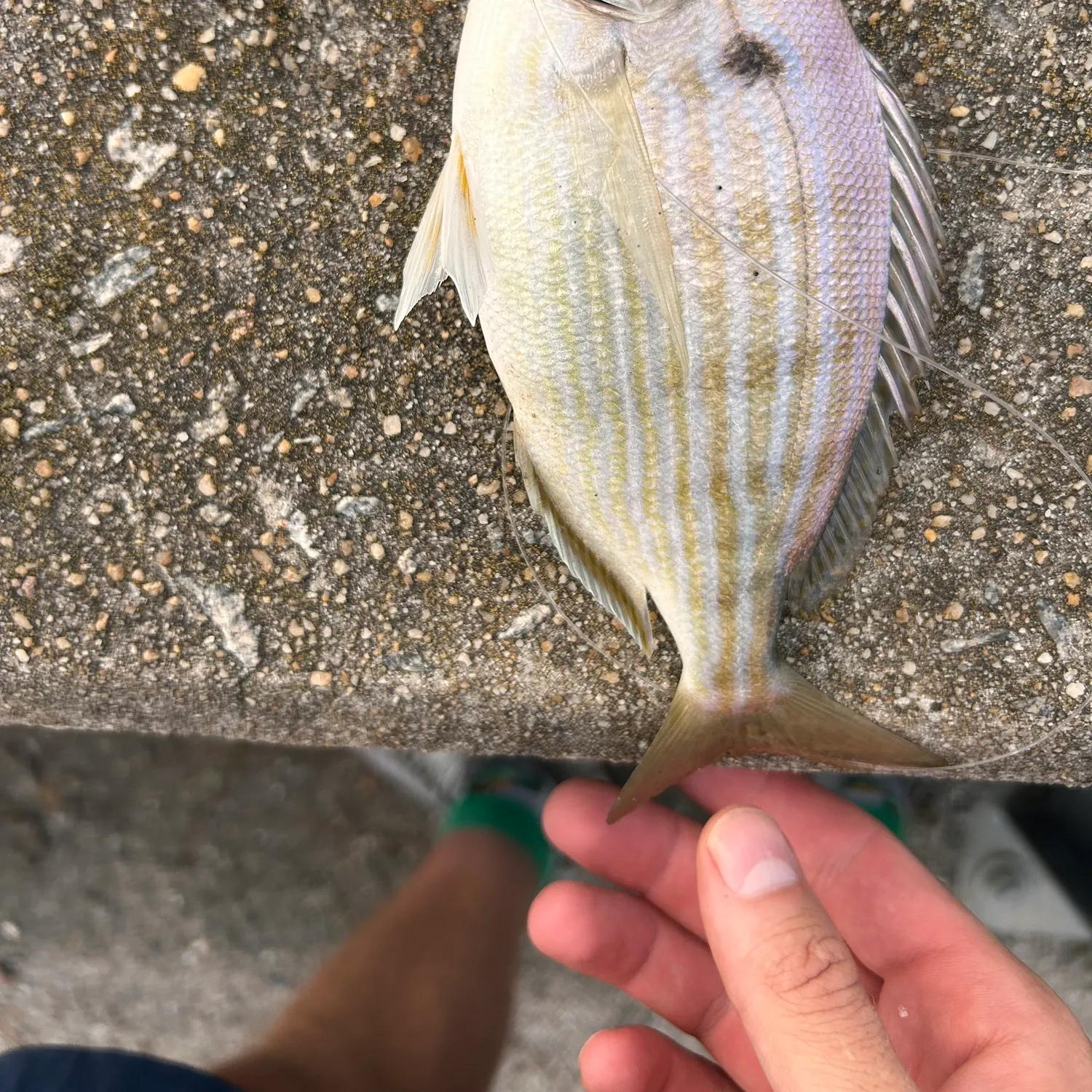 Pinfish caught on Fishbrain