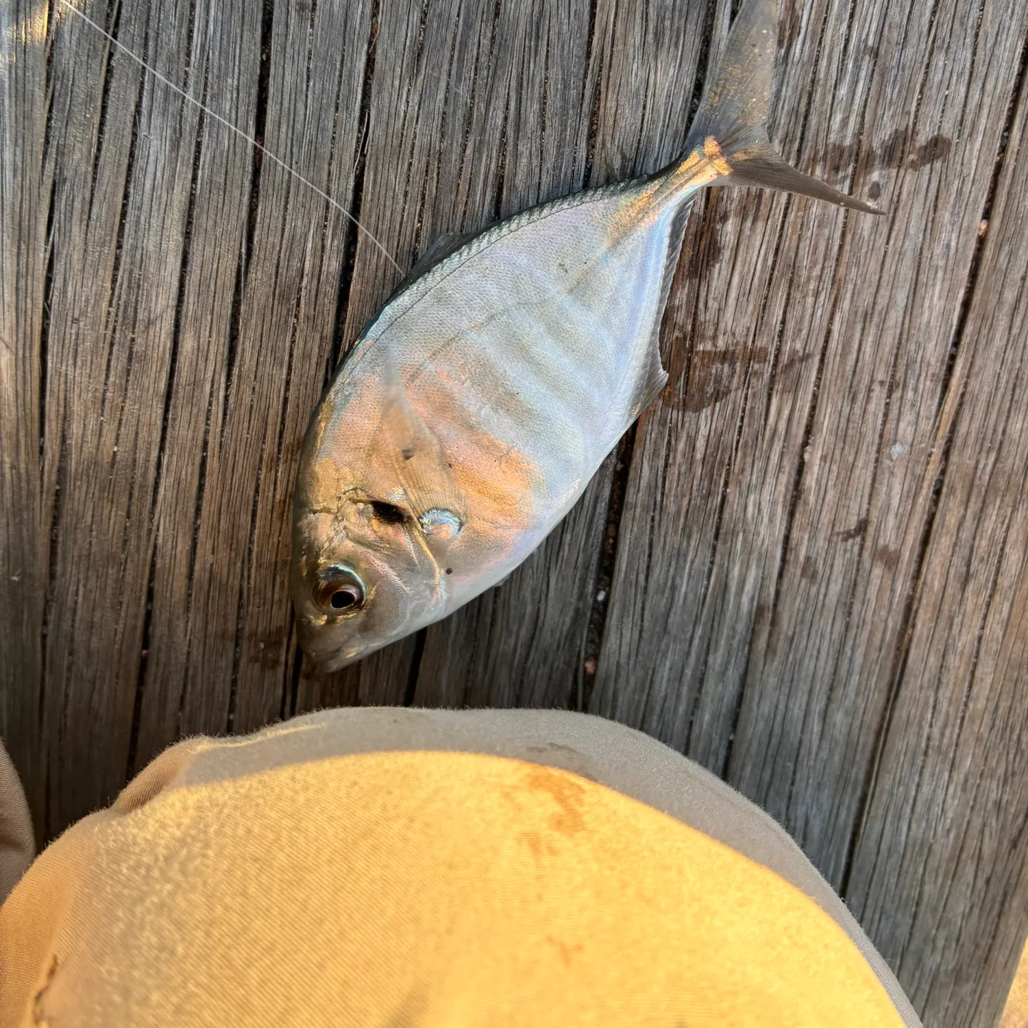 The most recent Silver sweep catches on Fishbrain