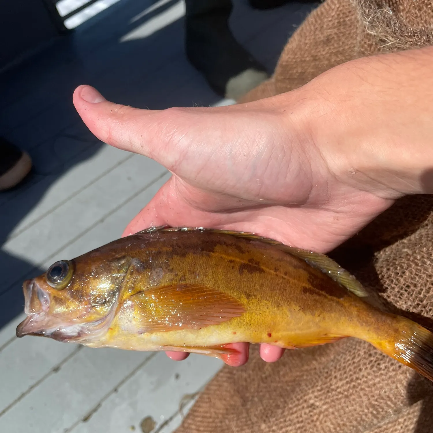 The most recent Squarespot rockfish catches on Fishbrain