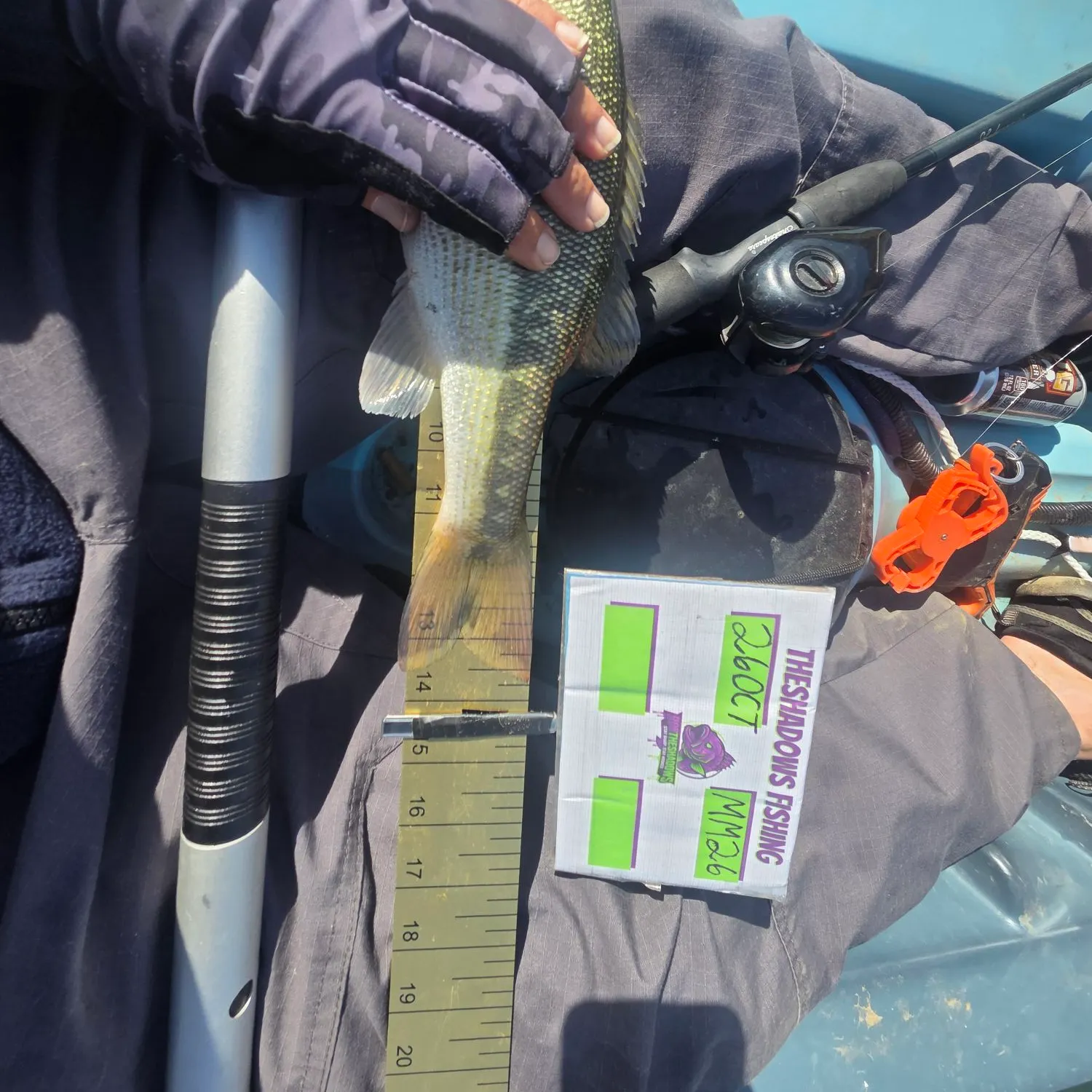 Spotted bass caught on Fishbrain