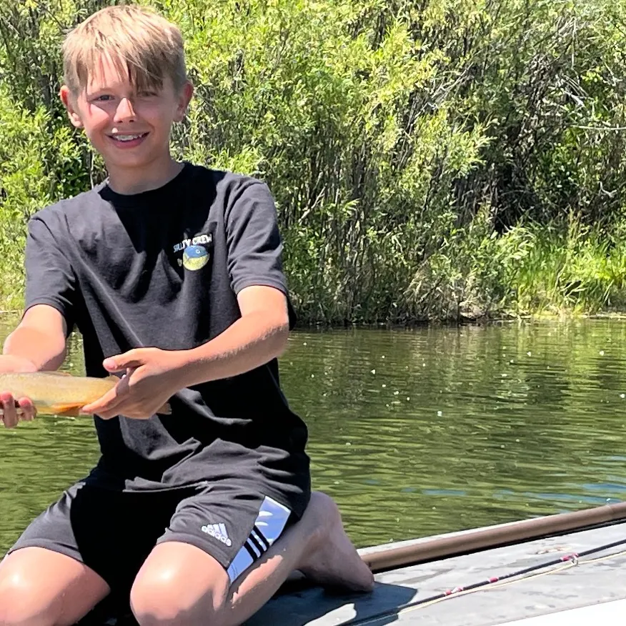 The most recent Snake River fine-spotted cutthroat trout catches on Fishbrain
