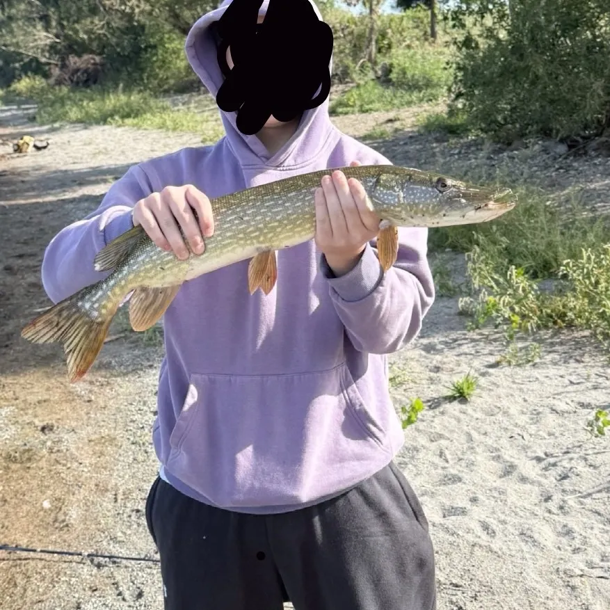 Northern pike caught on Fishbrain