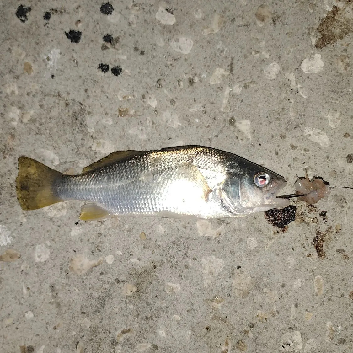 The most recent Silver perch catches on Fishbrain