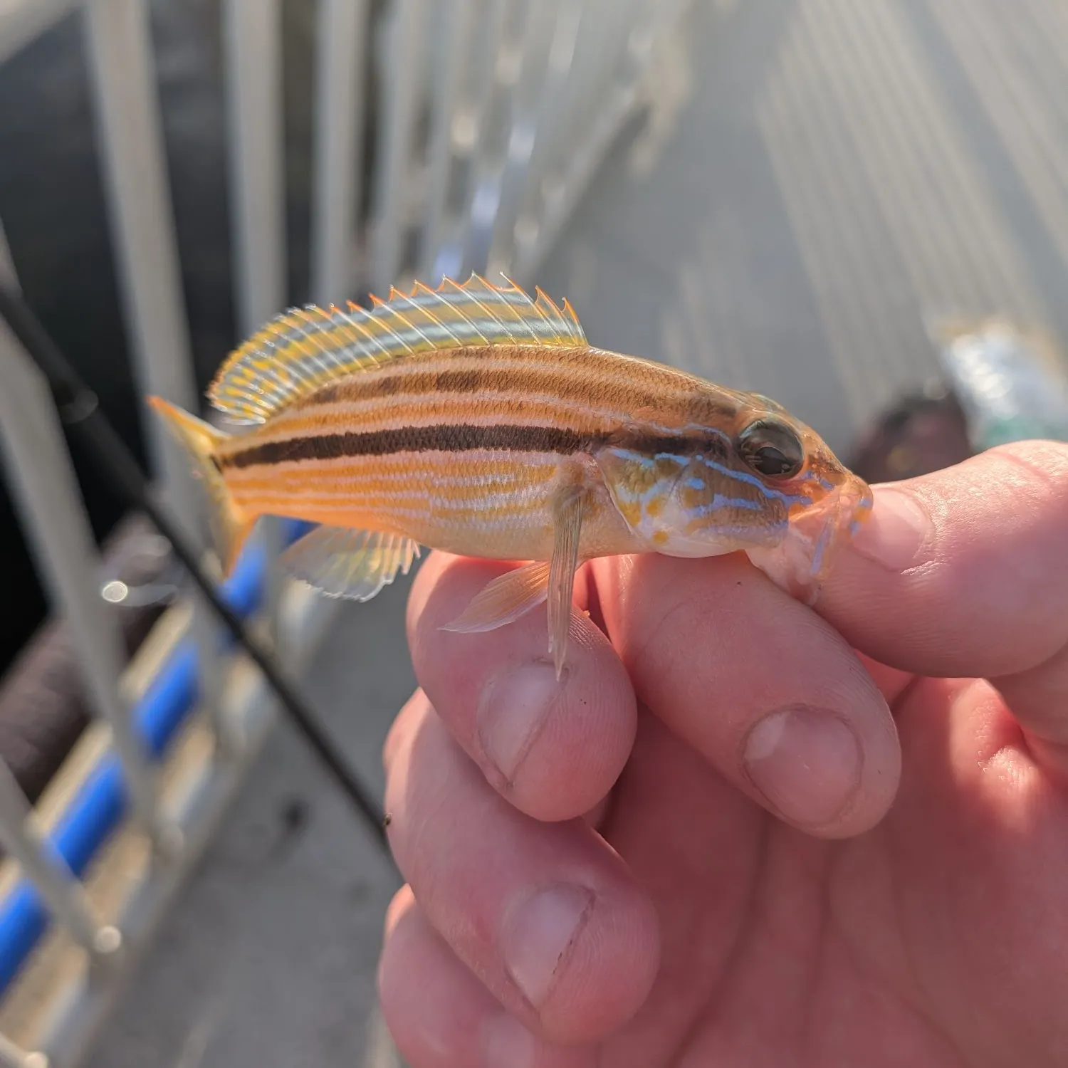 Sand perch caught on Fishbrain