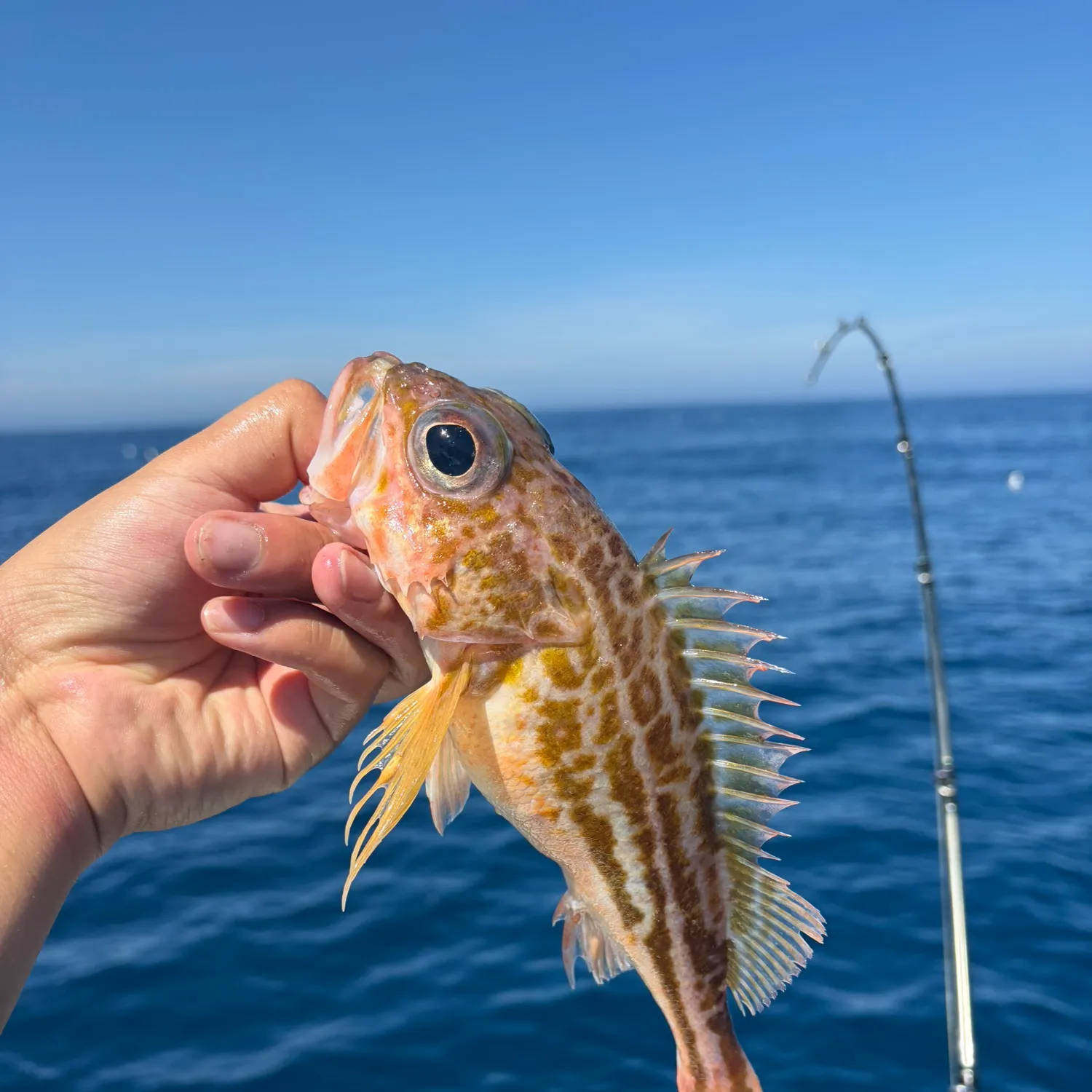 Greenstriped rockfish caught on Fishbrain