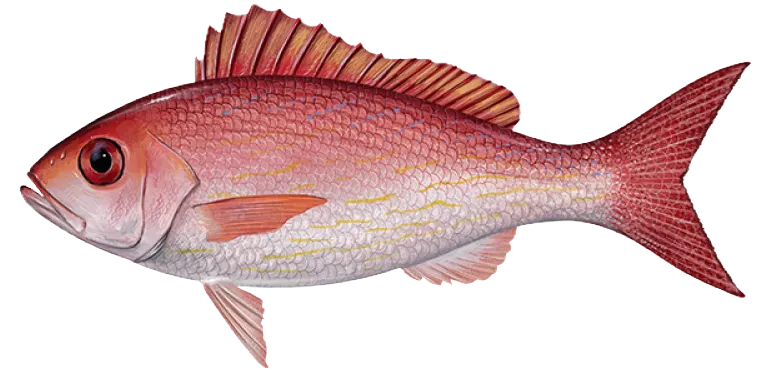 Vermilion snapper