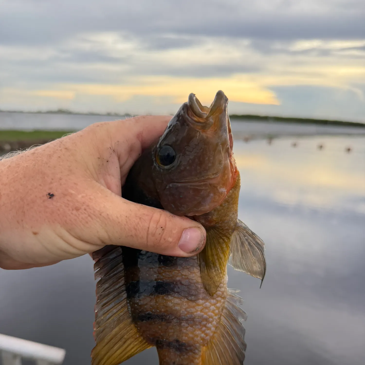 Mayan cichlid caught on Fishbrain