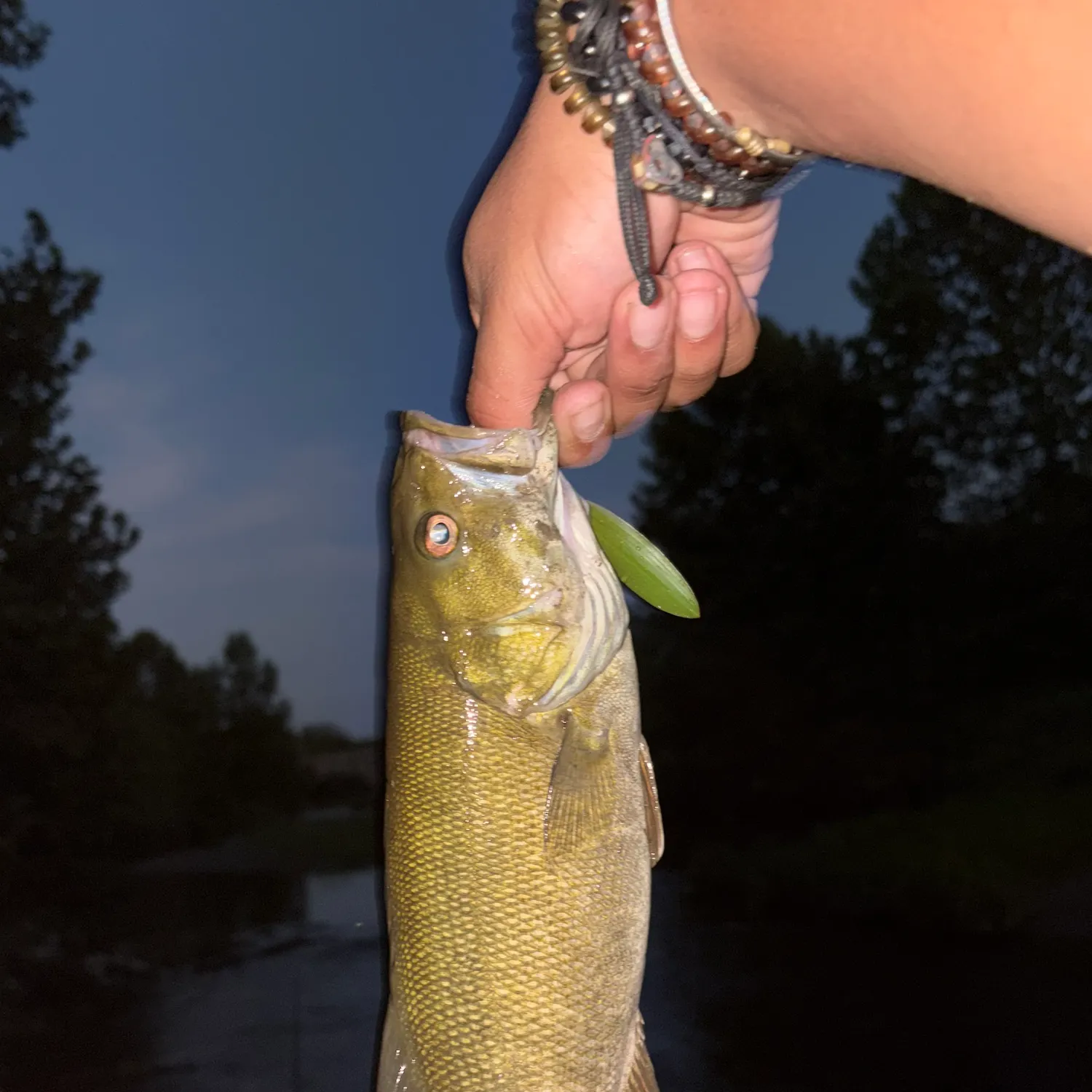 Smallmouth bass caught on Fishbrain