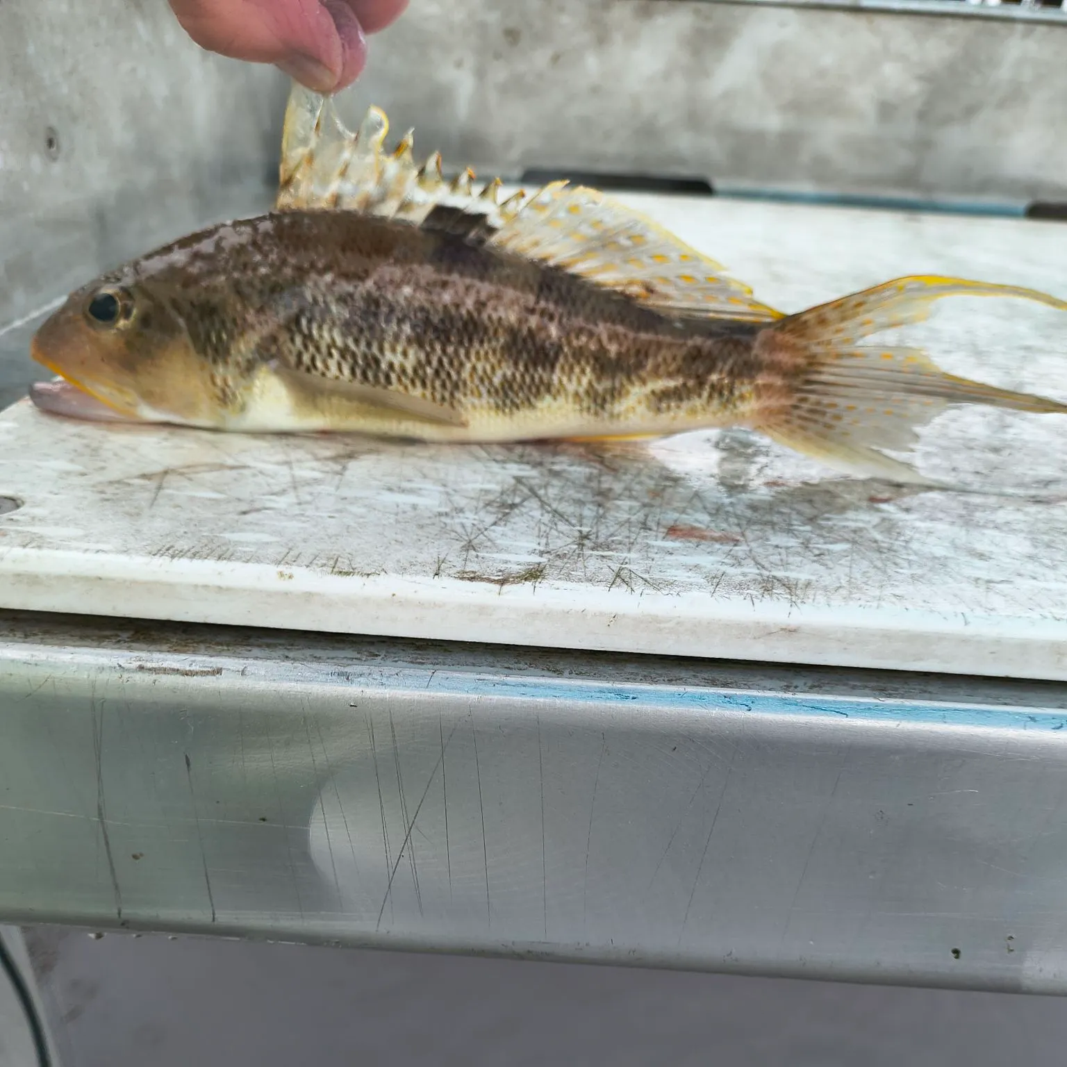 The most recent Gulf kingcroaker catches on Fishbrain