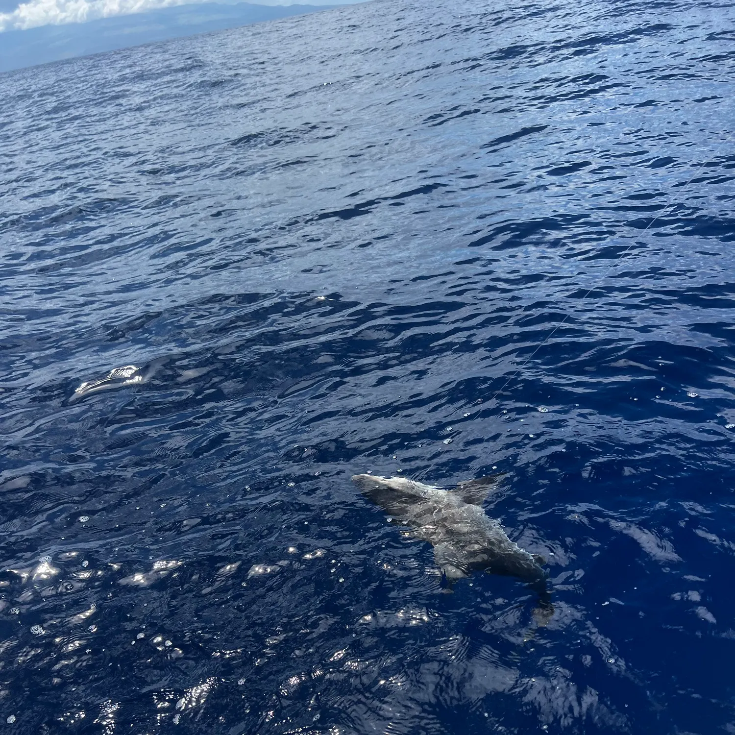 The most recent Galapagos shark catches on Fishbrain