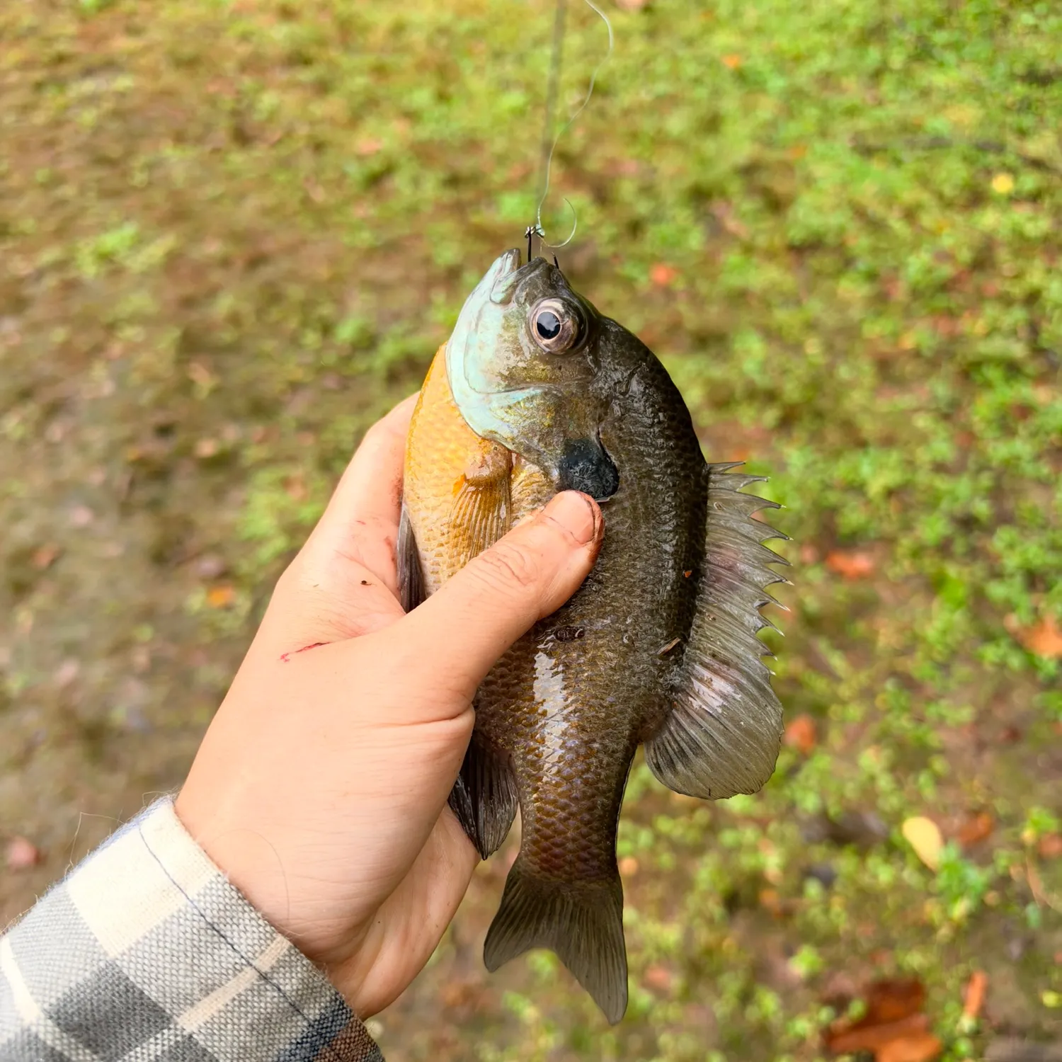 Bluegill caught on Fishbrain