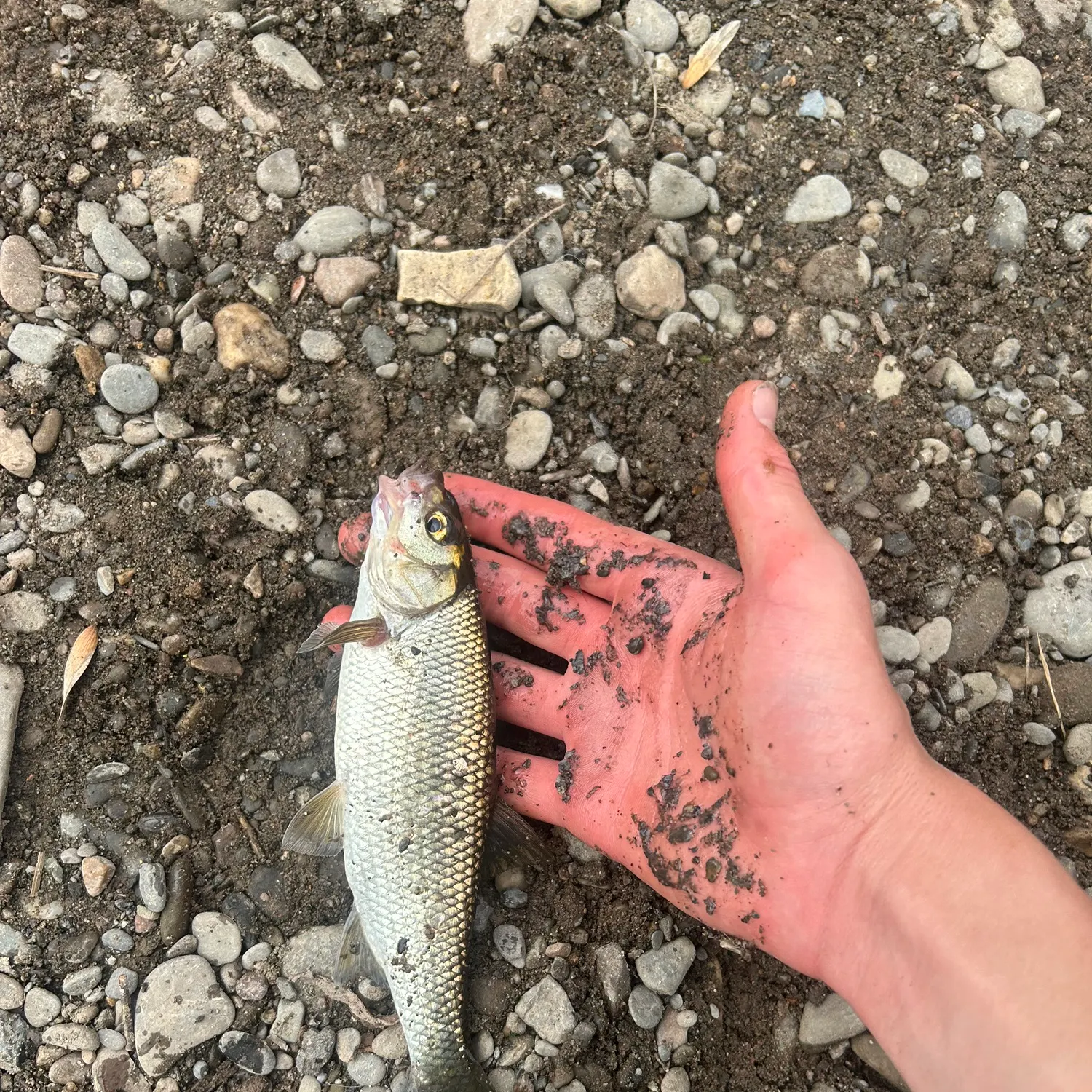 The most recent Common dace catches on Fishbrain