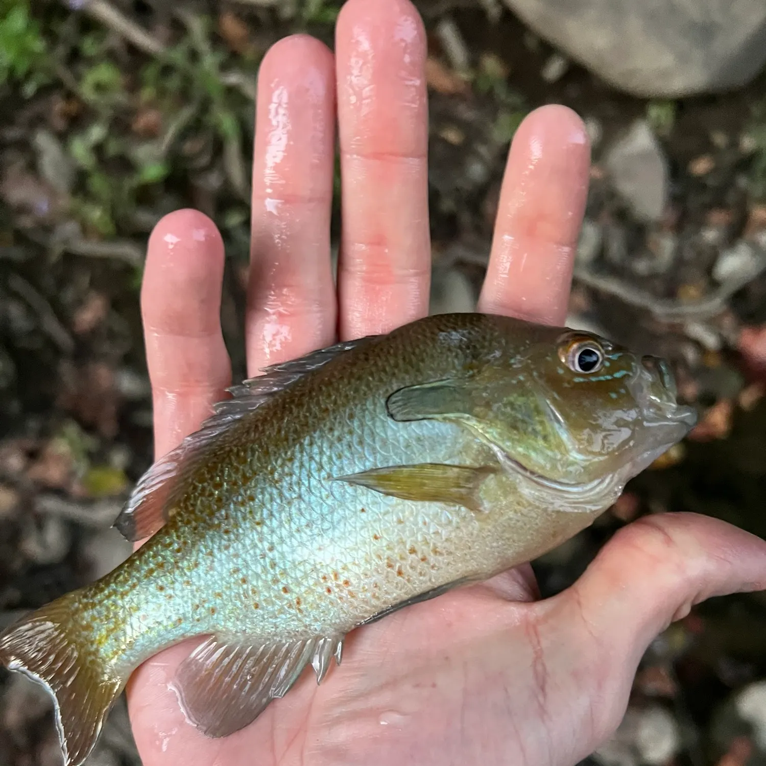 Redbreast sunfish caught on Fishbrain