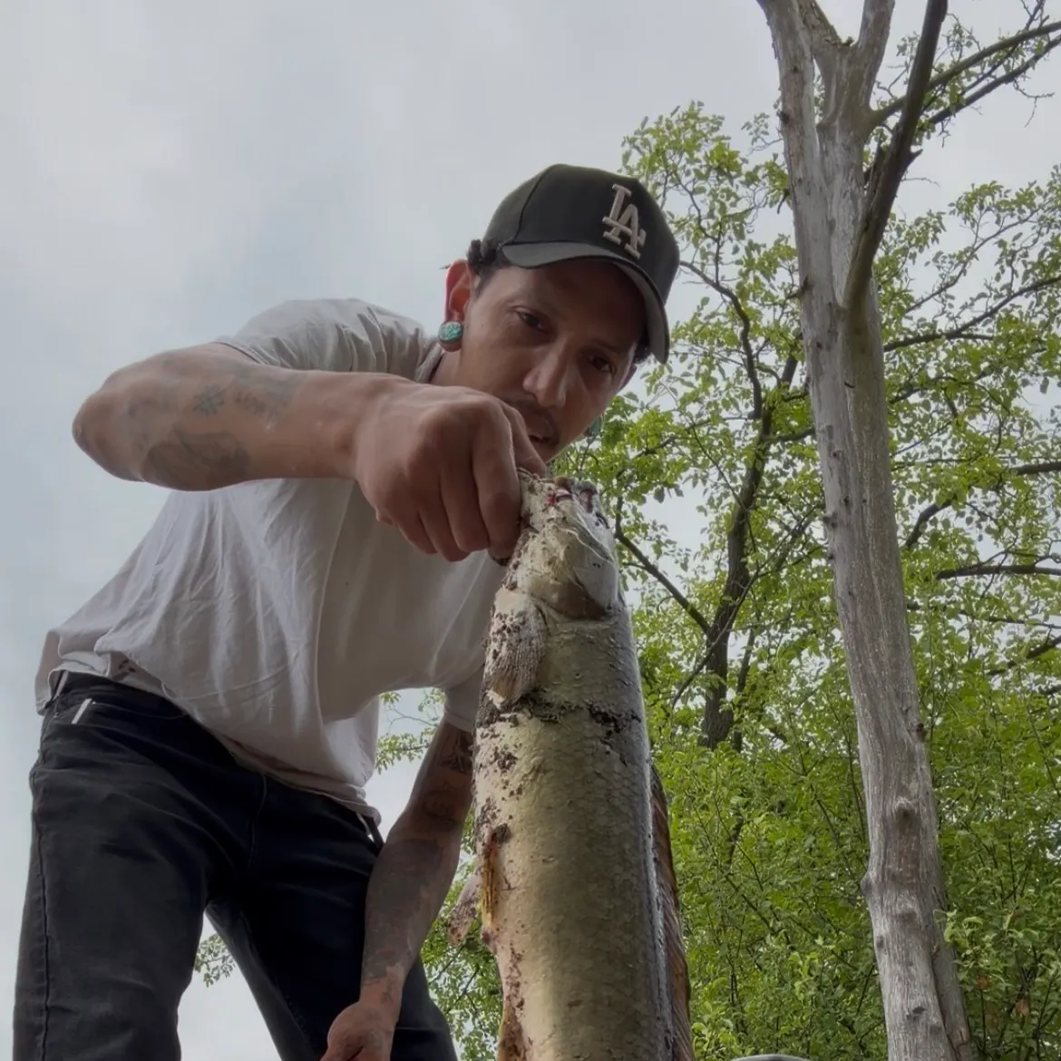 Ruddy bowfin caught on Fishbrain