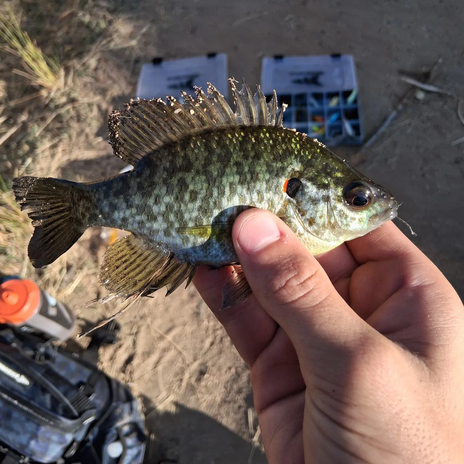 Redear sunfish caught on Fishbrain