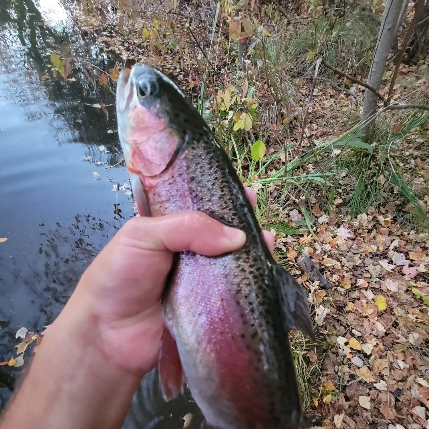 Rainbow trout caught on Fishbrain