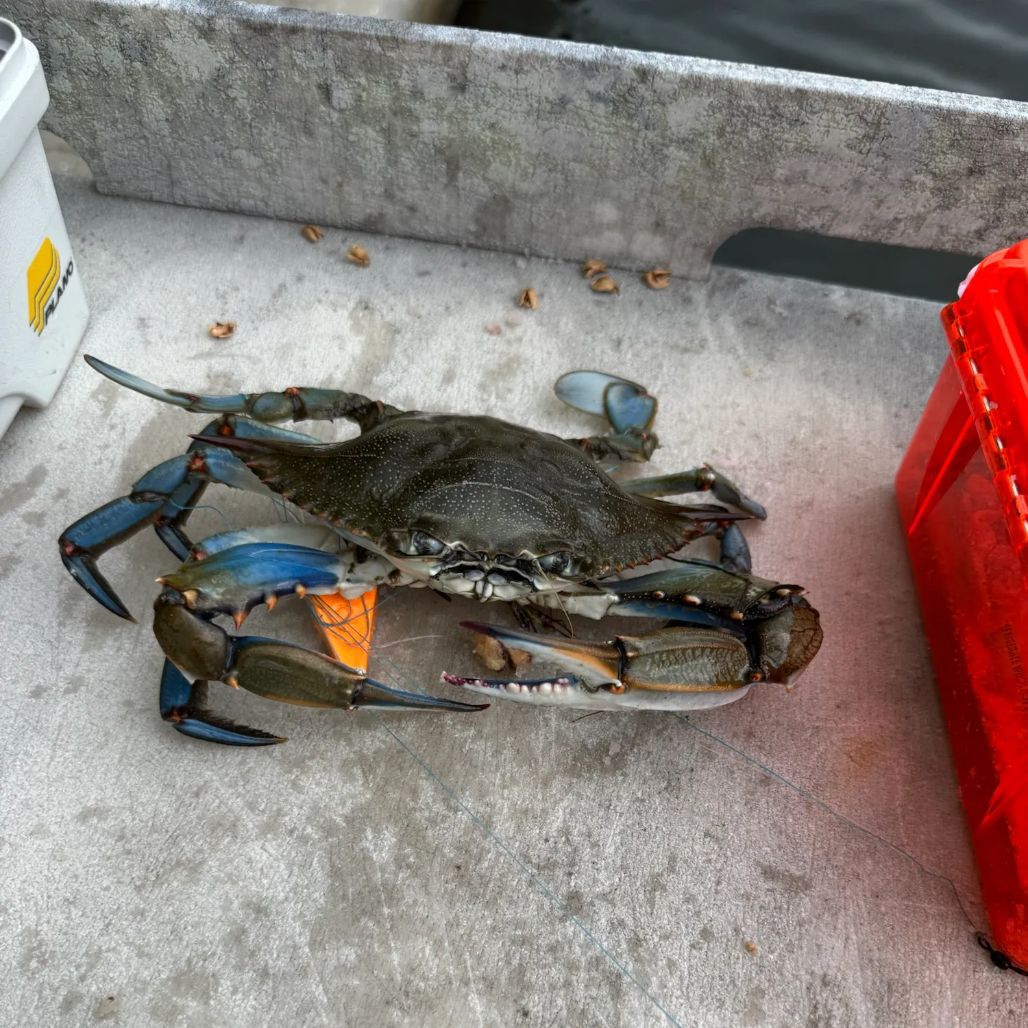 Blue crab caught on Fishbrain