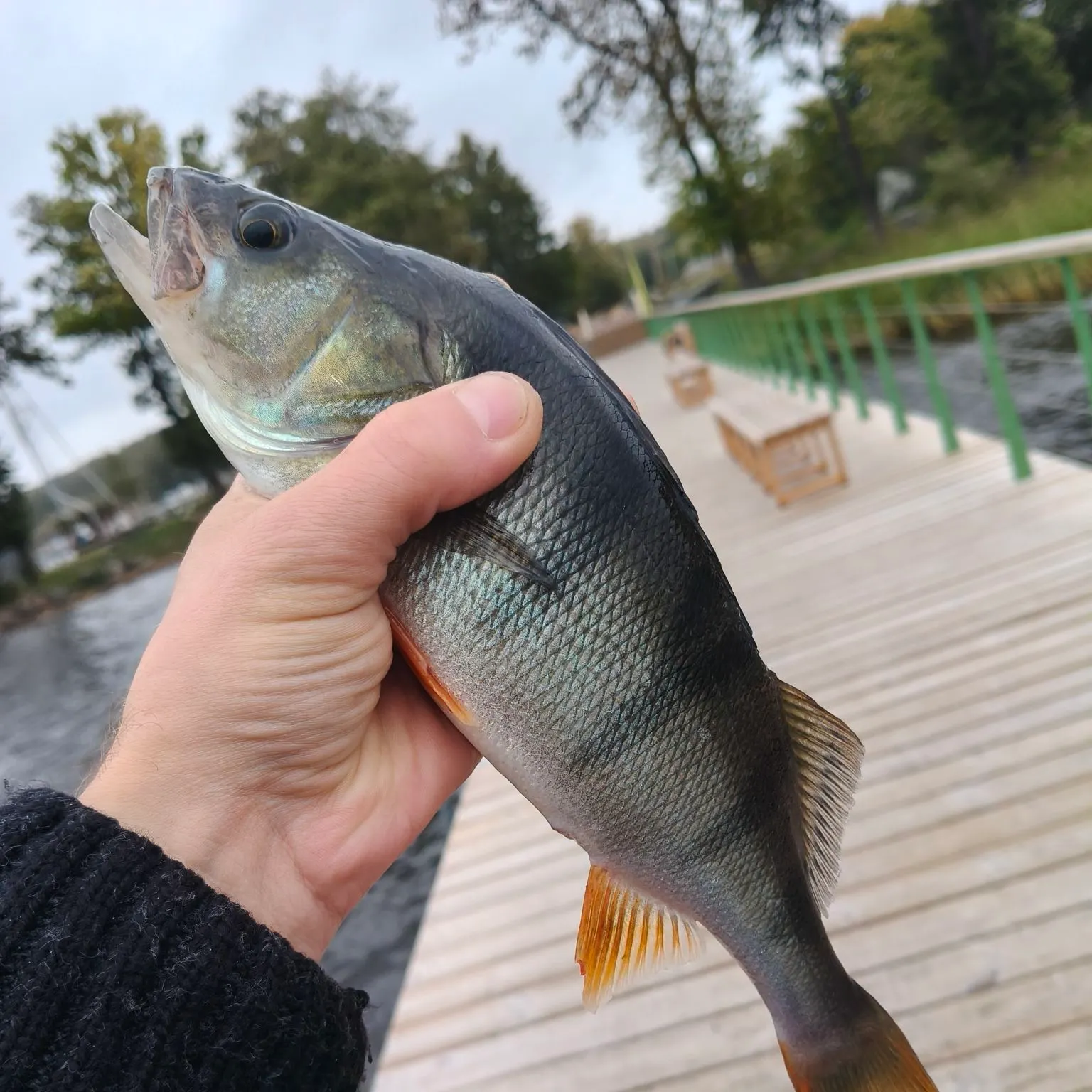 European perch caught on Fishbrain