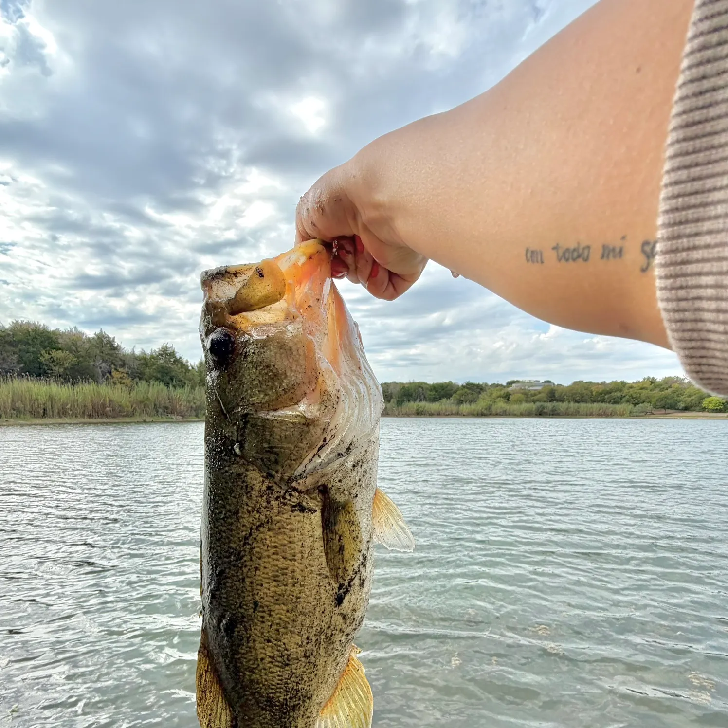Largemouth bass caught on Fishbrain