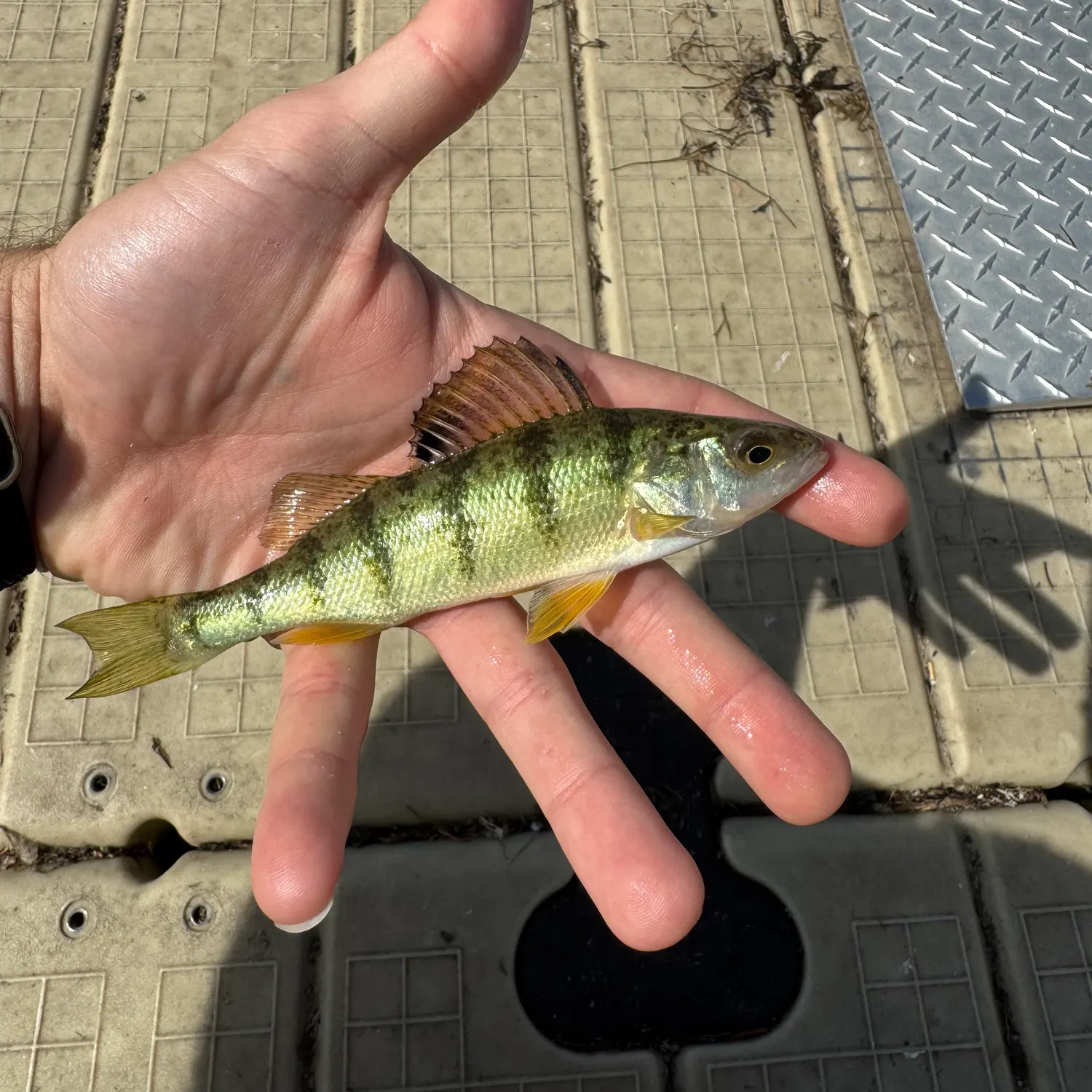 Yellow perch caught on Fishbrain