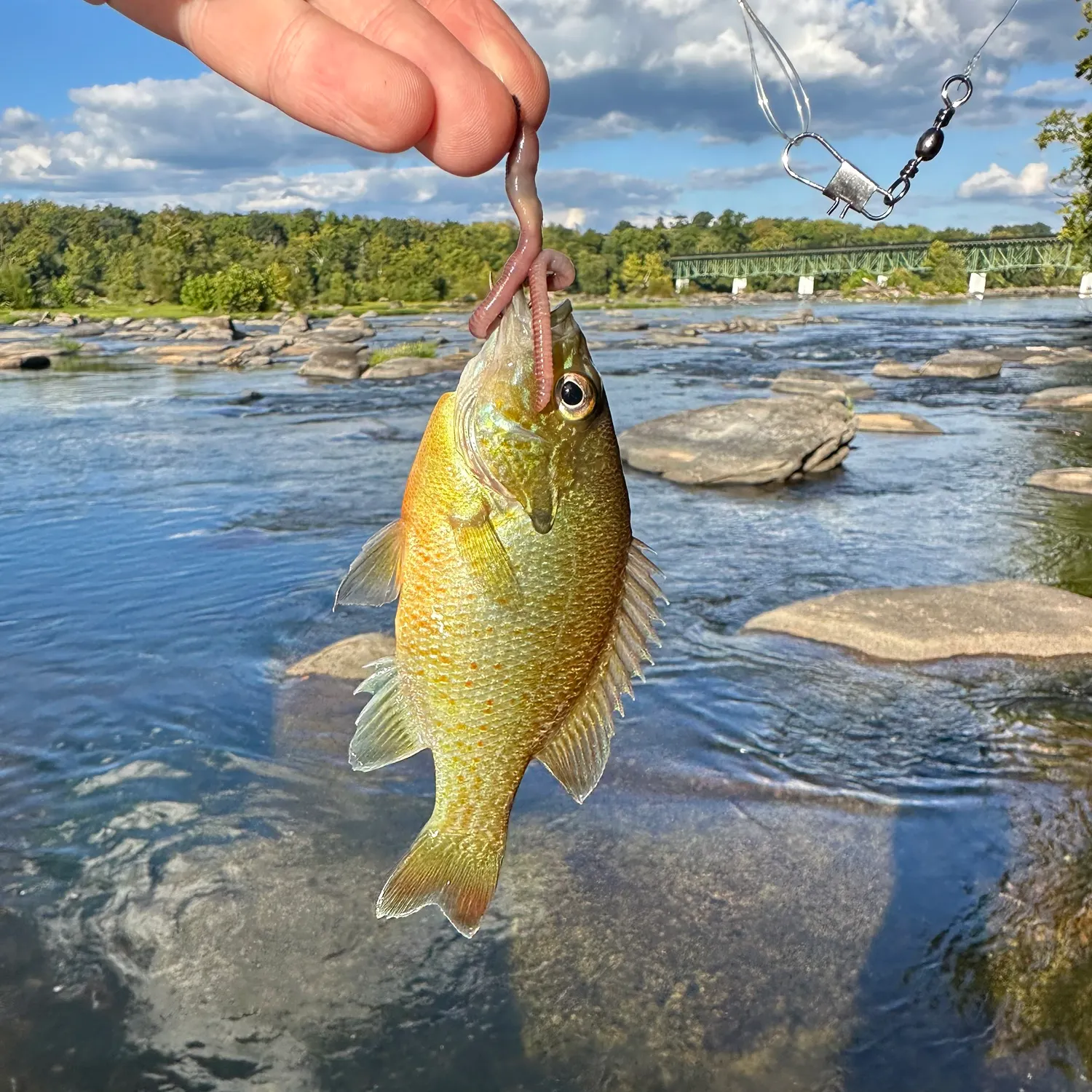Redbreast sunfish caught on Fishbrain
