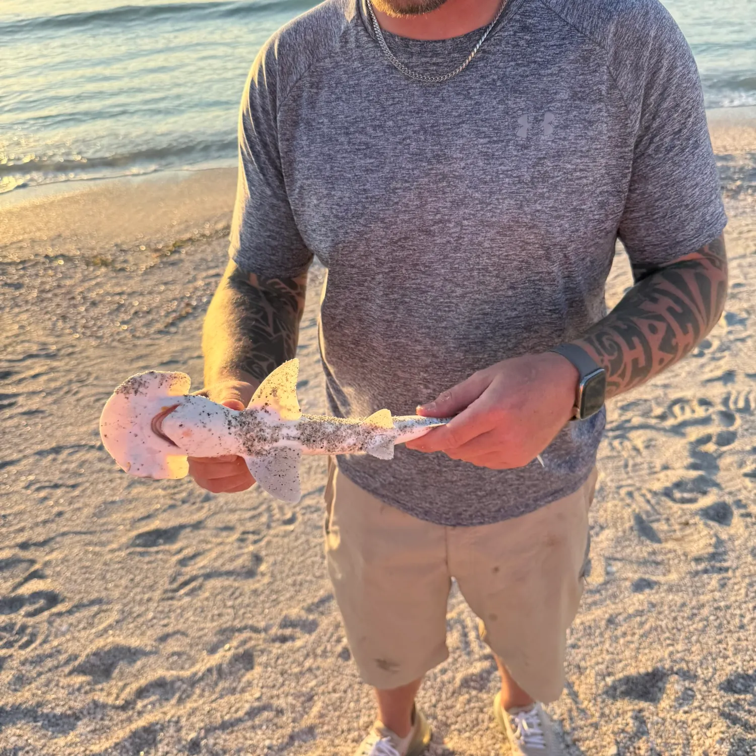 The most recent Bonnethead shark catches on Fishbrain