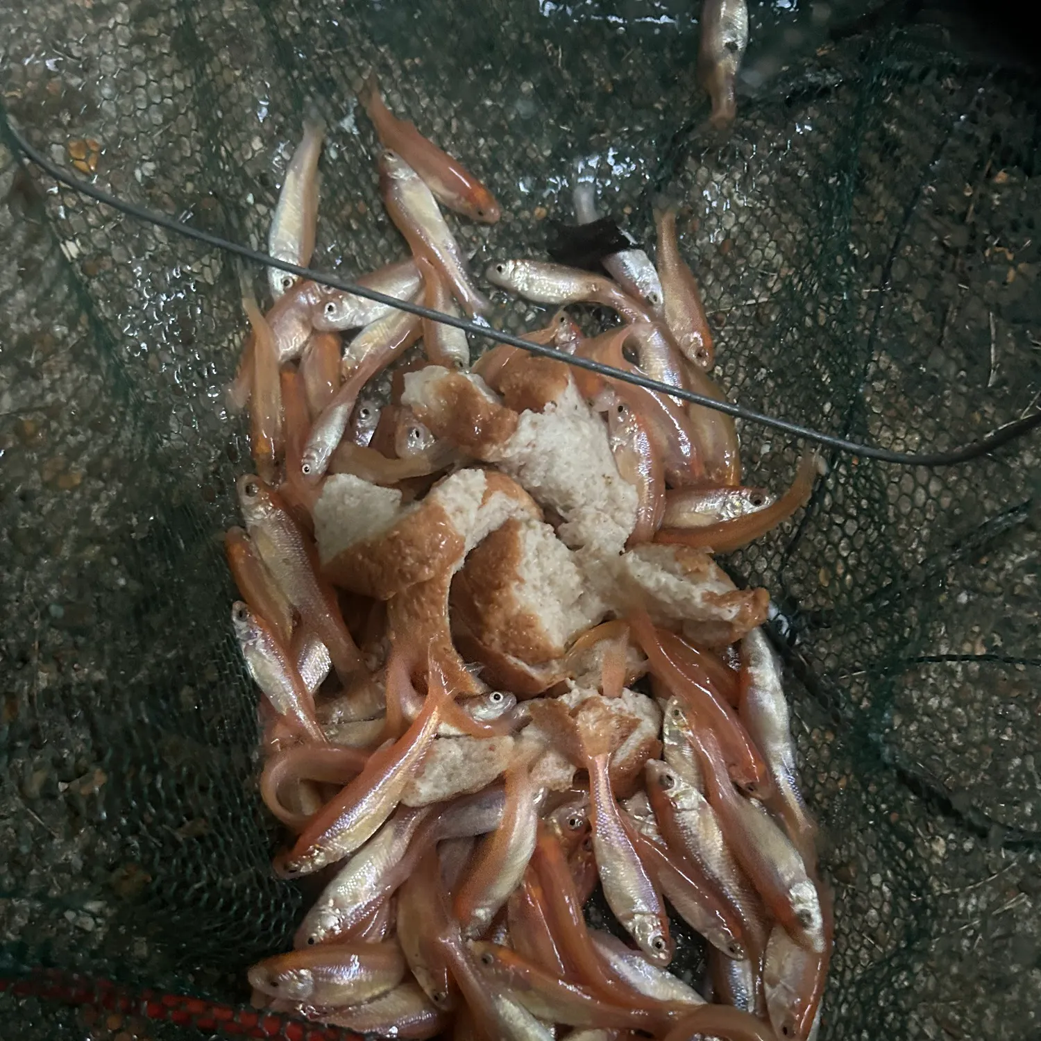 The most recent Fathead minnow catches on Fishbrain