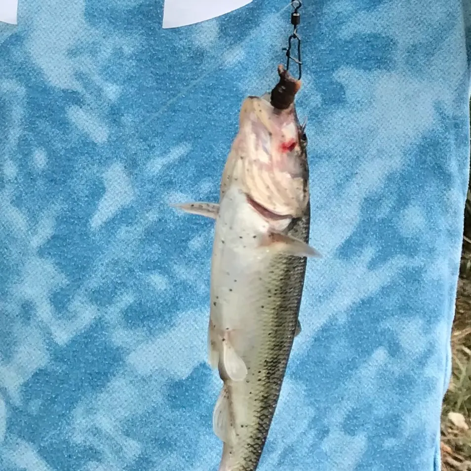 The most recent Creek chub catches on Fishbrain