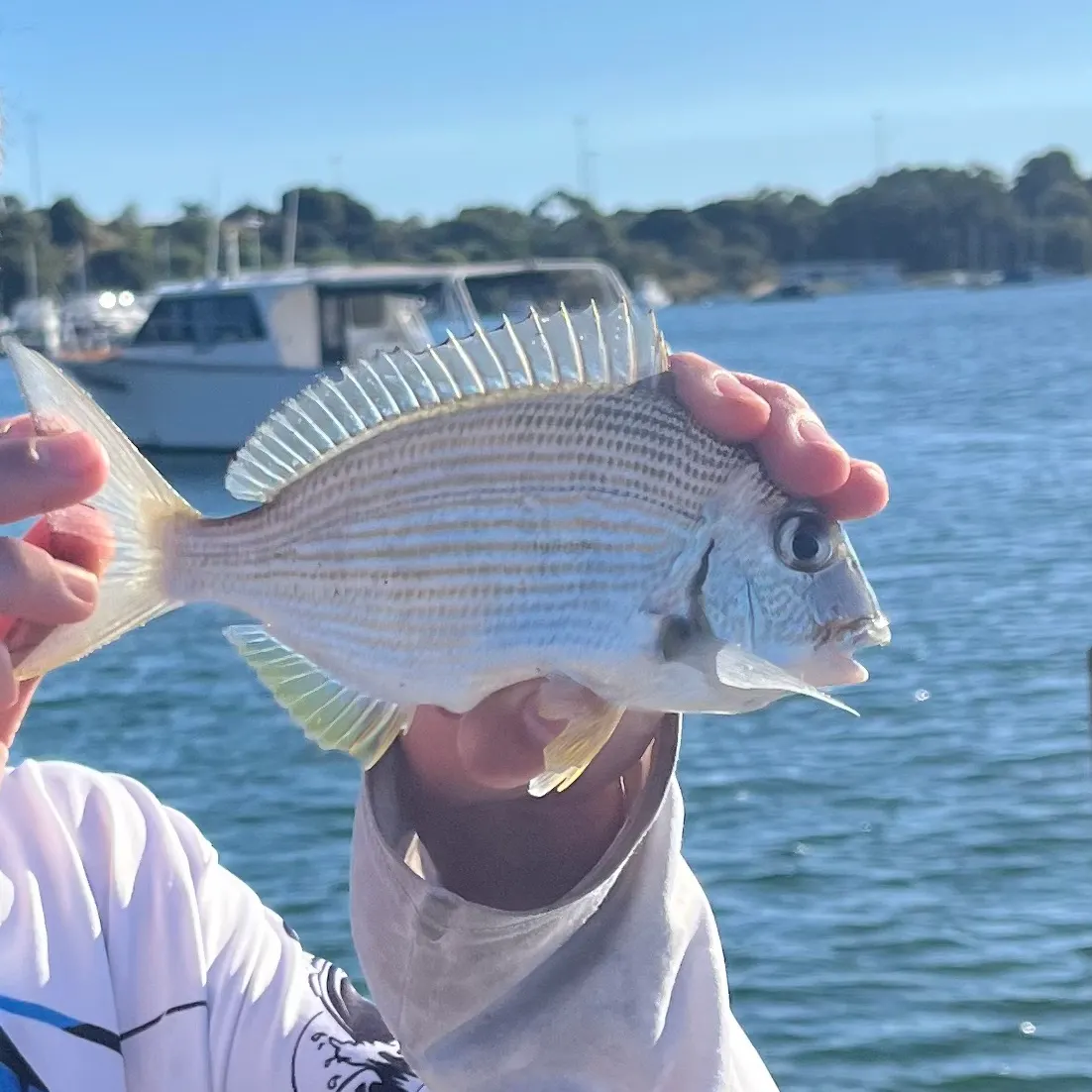 The most recent Goldlined seabream catches on Fishbrain