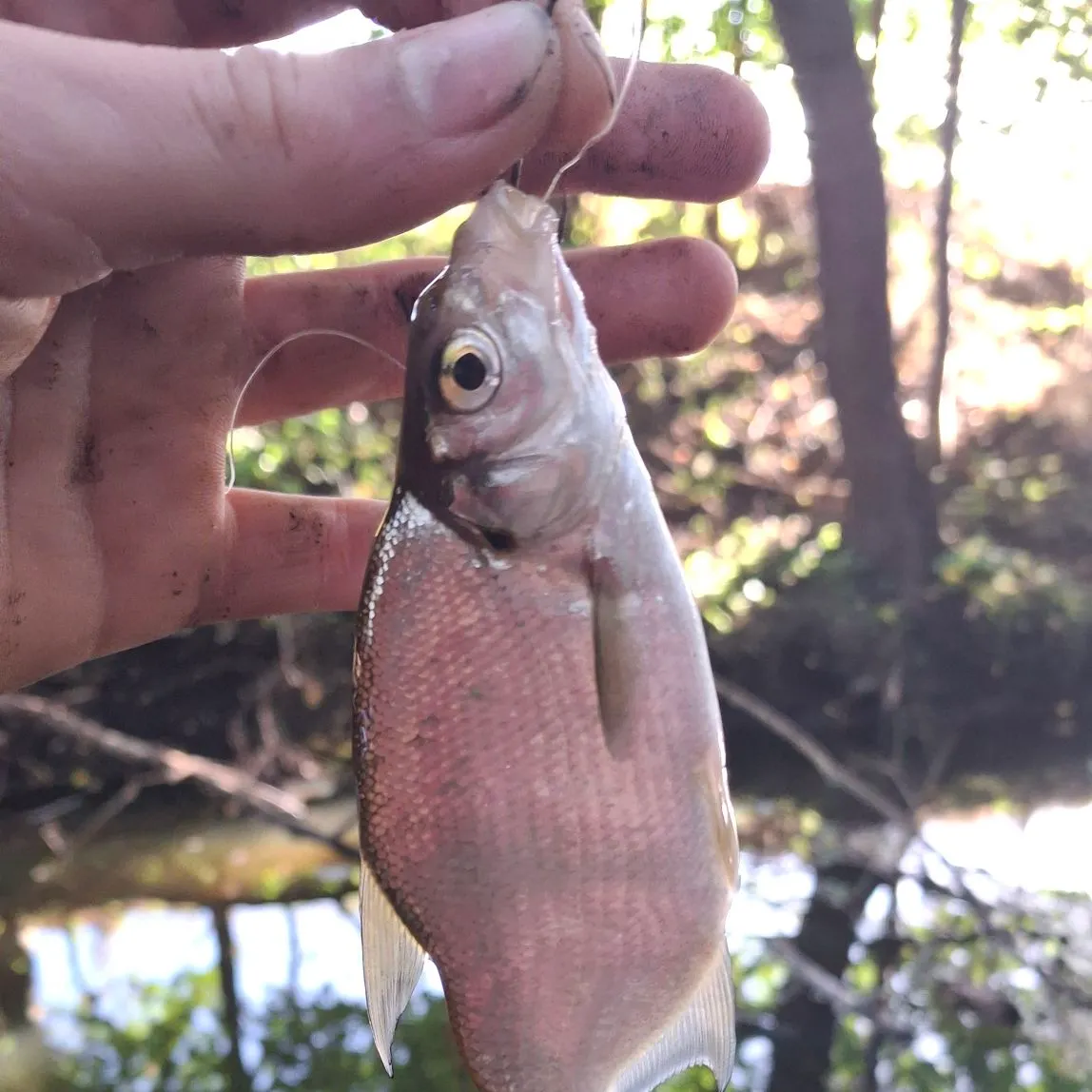 Common bream caught on Fishbrain