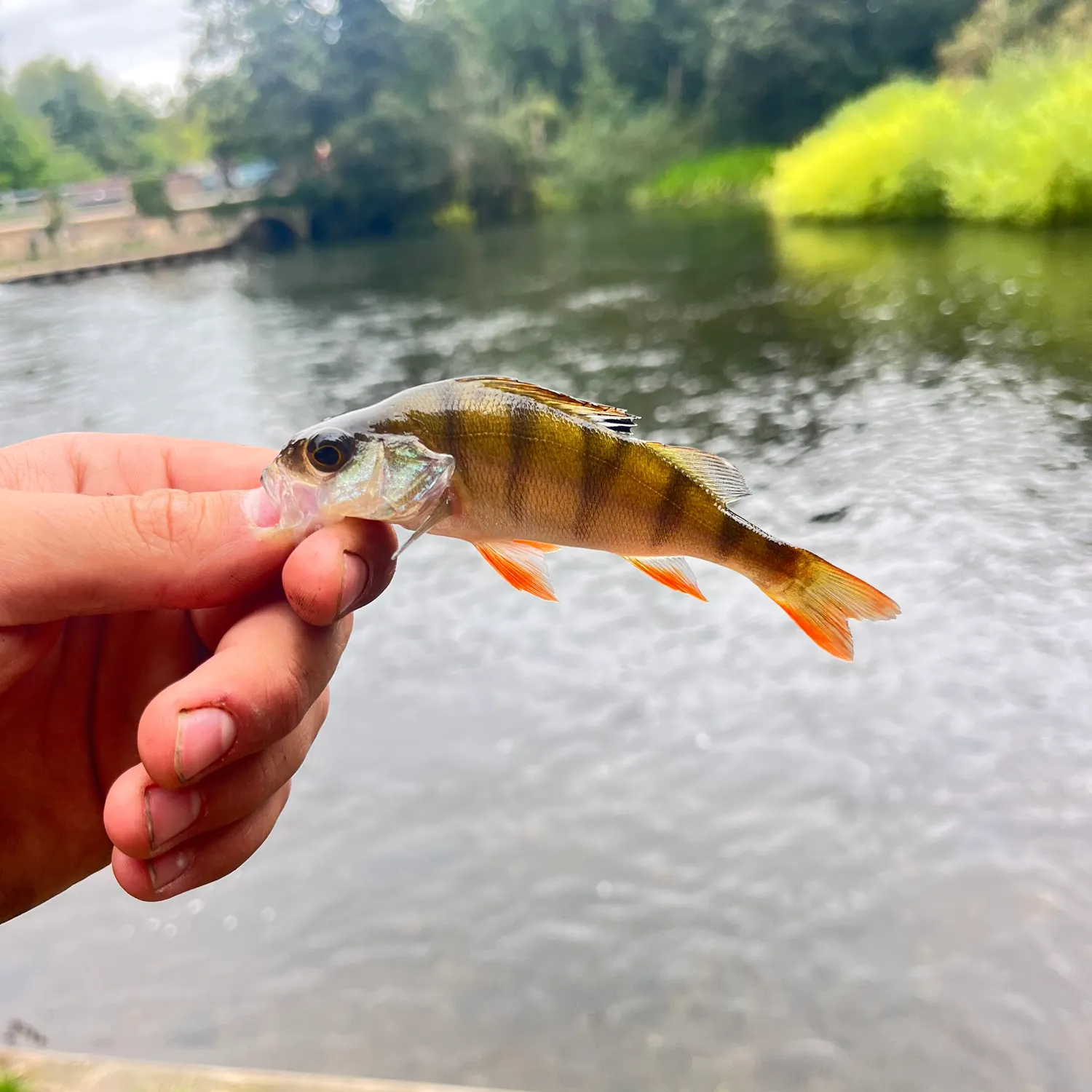 European perch caught on Fishbrain