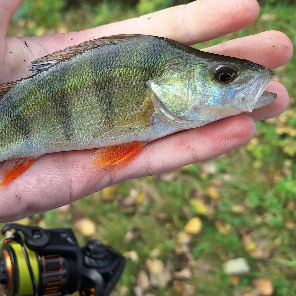 European perch caught on Fishbrain