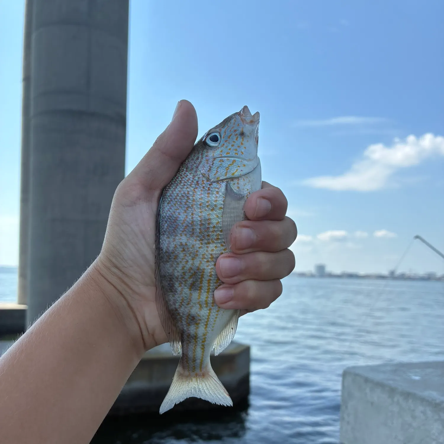 Pigfish caught on Fishbrain