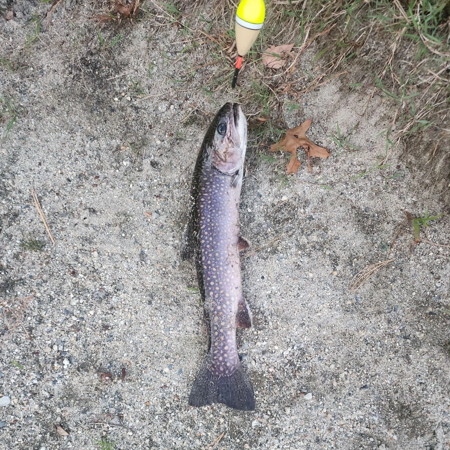 Brook trout caught on Fishbrain