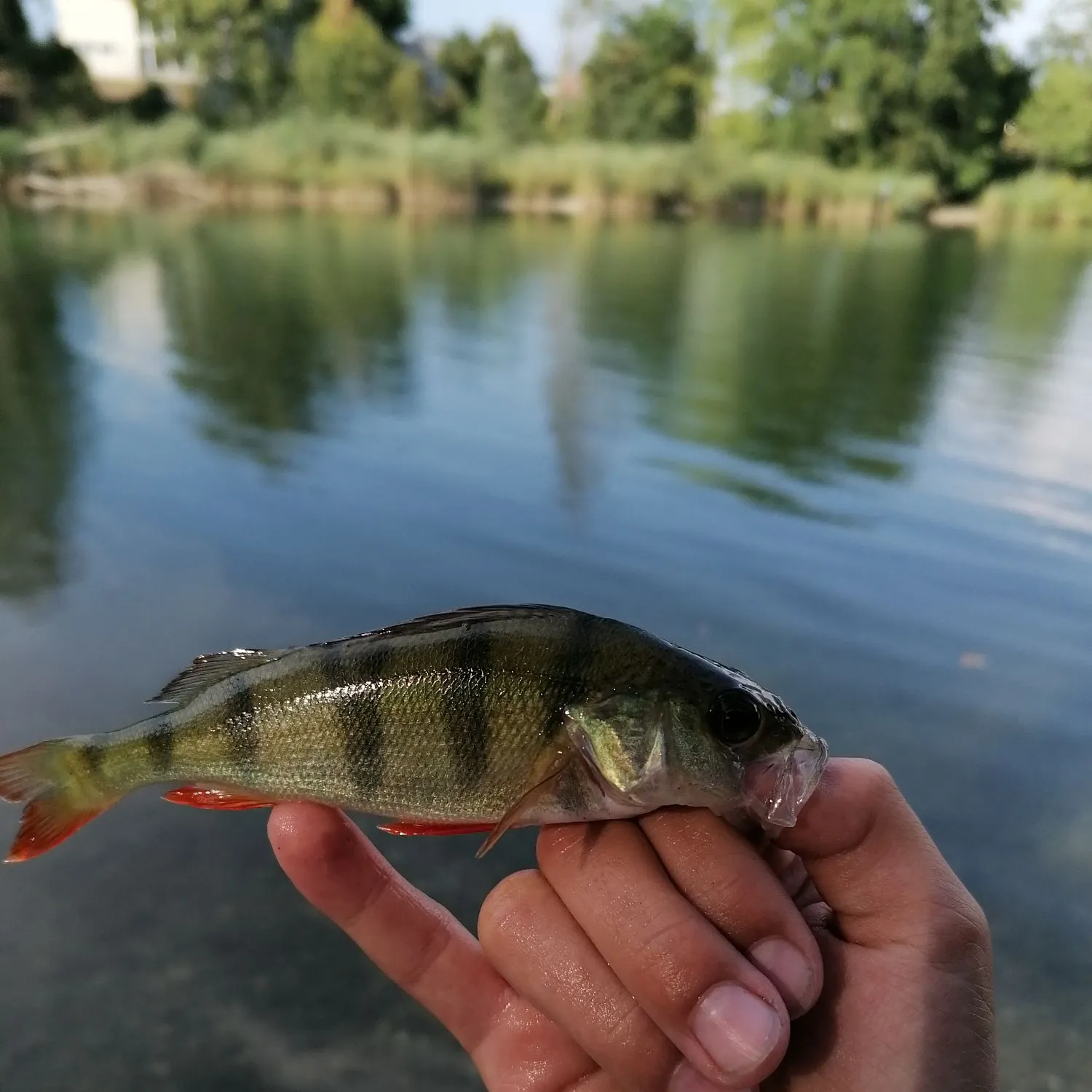 Common carp caught on Fishbrain