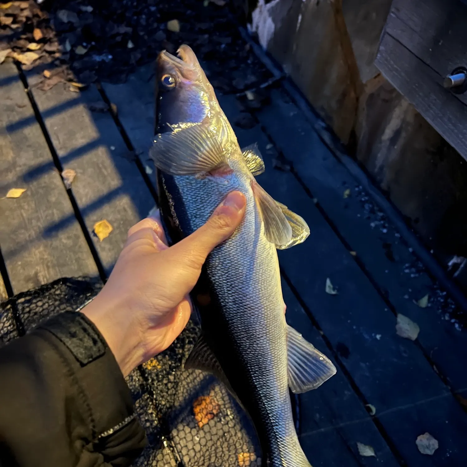 catch