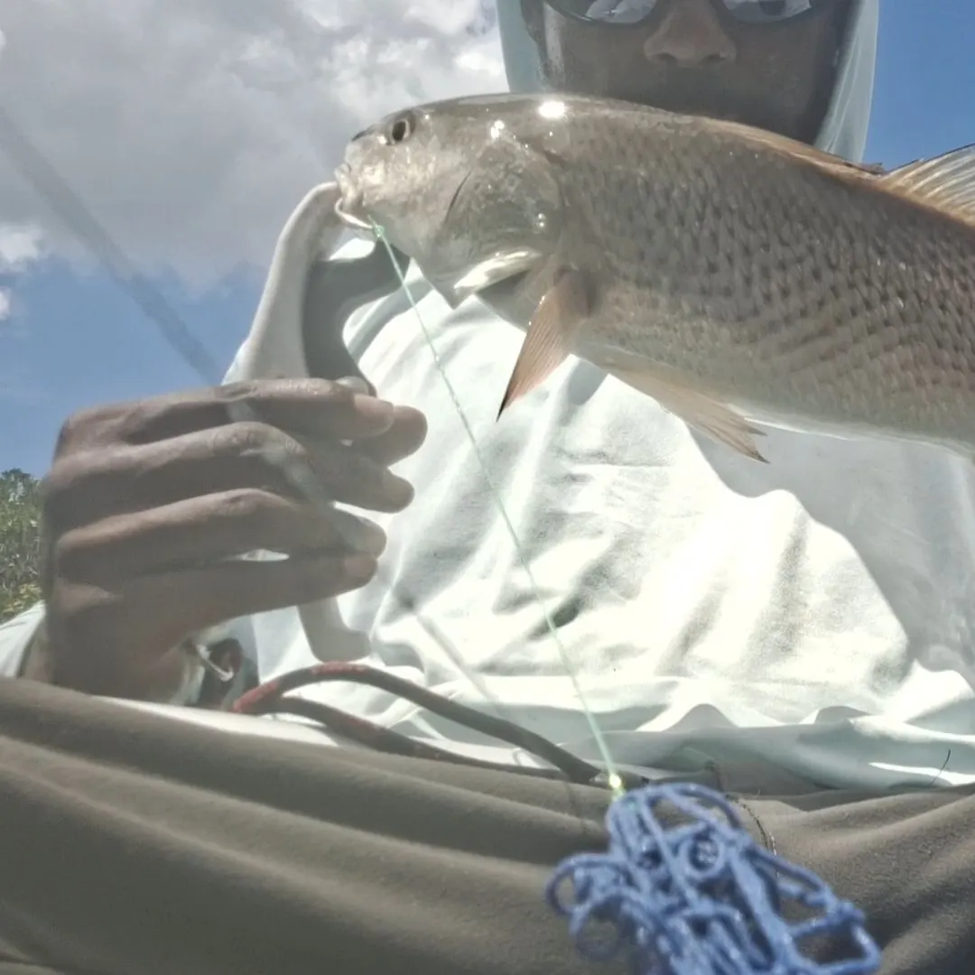 Red drum caught on Fishbrain