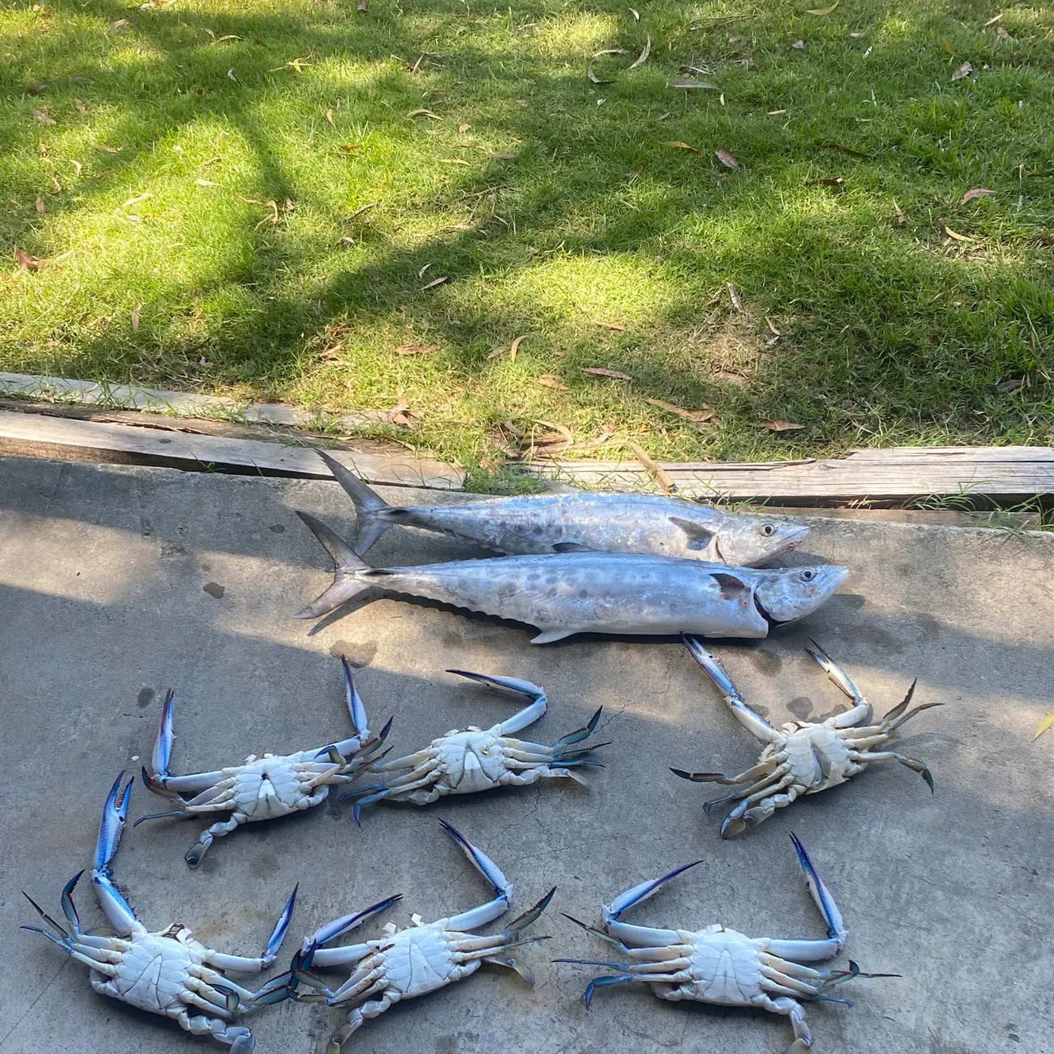 The most recent Queensland school mackerel catches on Fishbrain