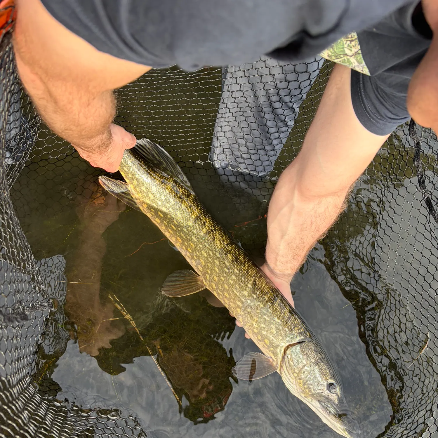 Northern pike caught on Fishbrain